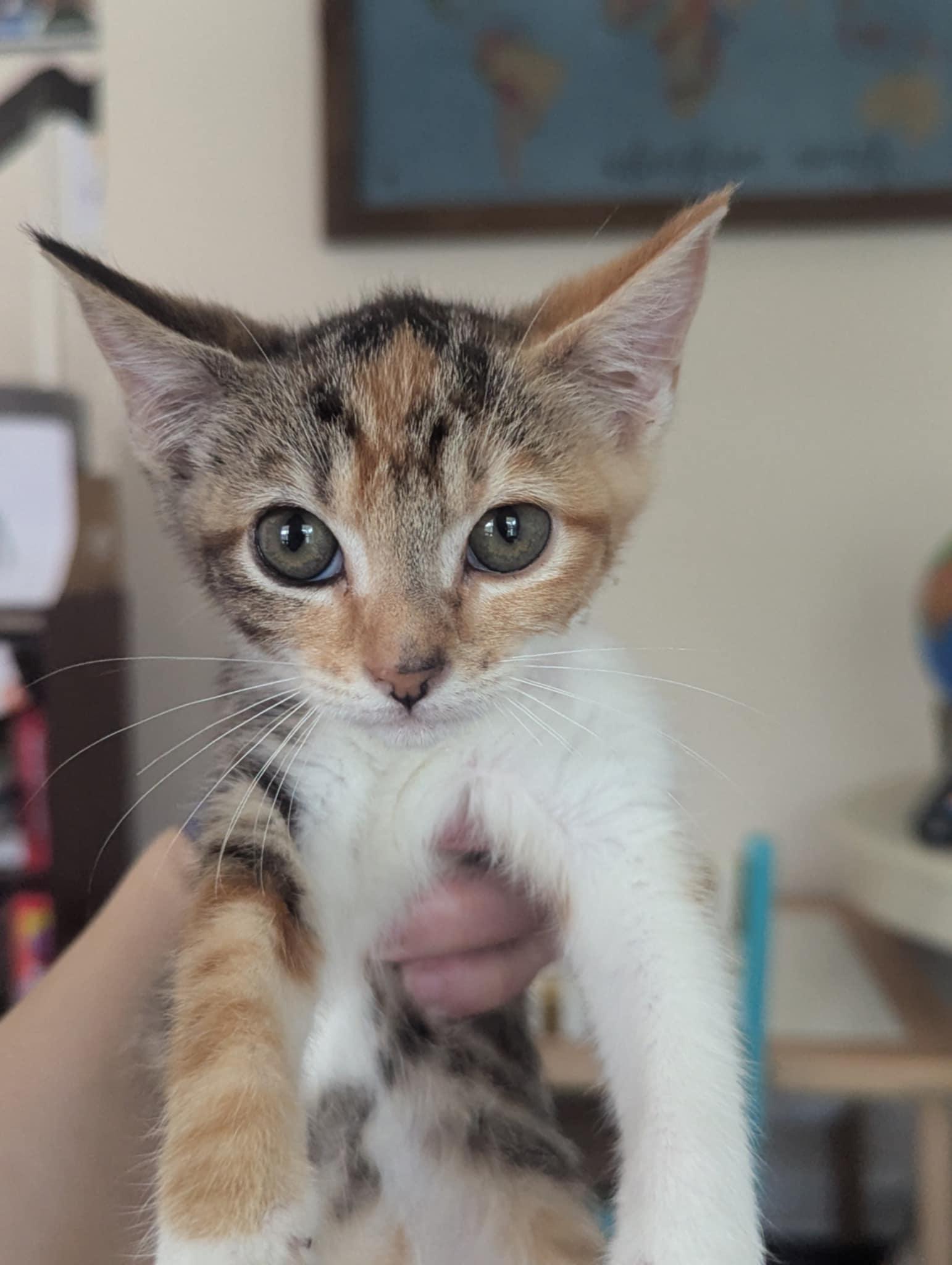 Enlarge Marie, a Adoptable Domestic Short Hair in Richmond, VA image 1/1