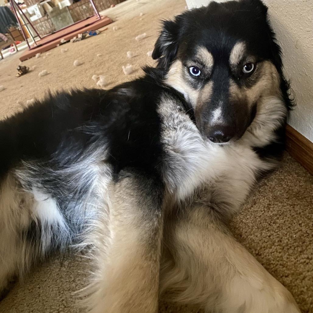 Miley, Adoptable, Adult Female Australian Shepherd & Husky.