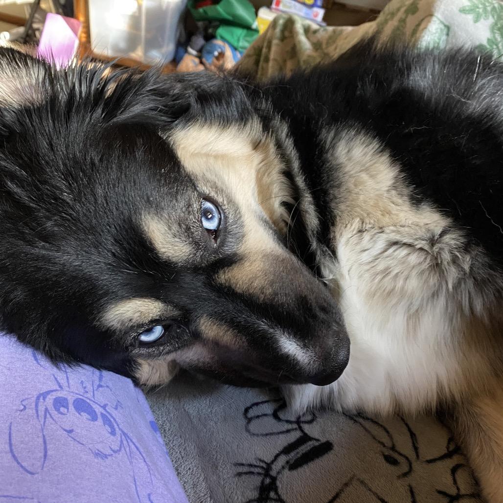 Enlarge Miley, a Adoptable mixed breed in Cashmere, WA image 3/6