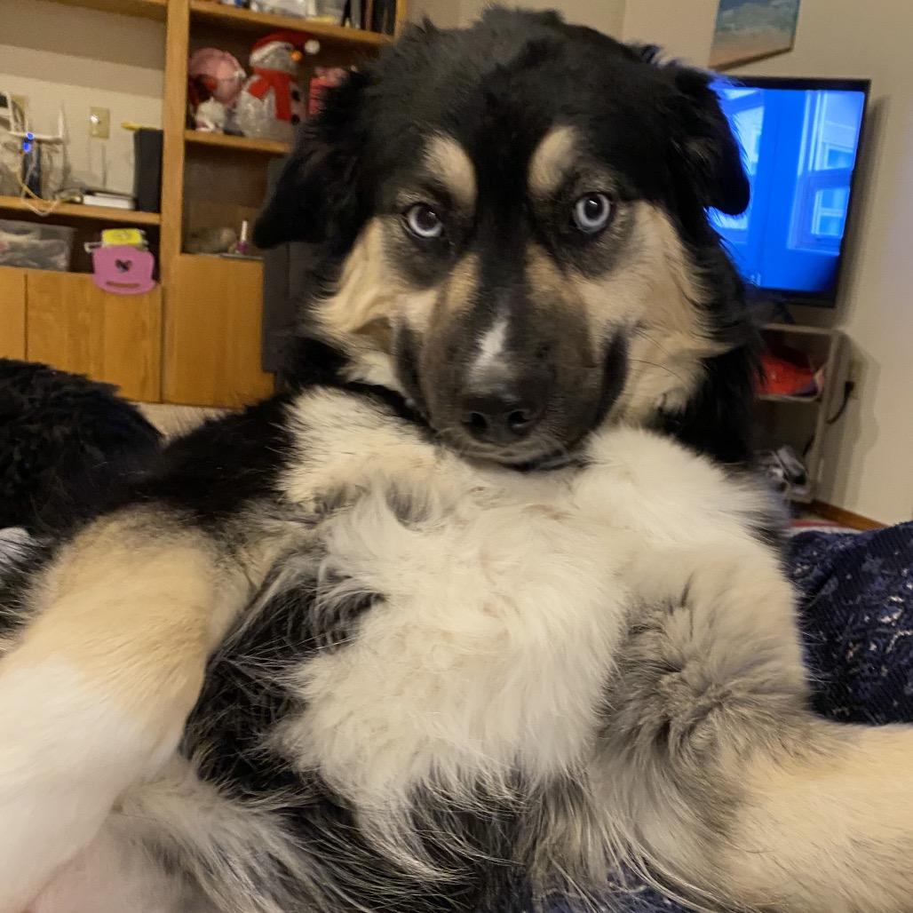 Enlarge Miley, a Adoptable mixed breed in Cashmere, WA image 4/6