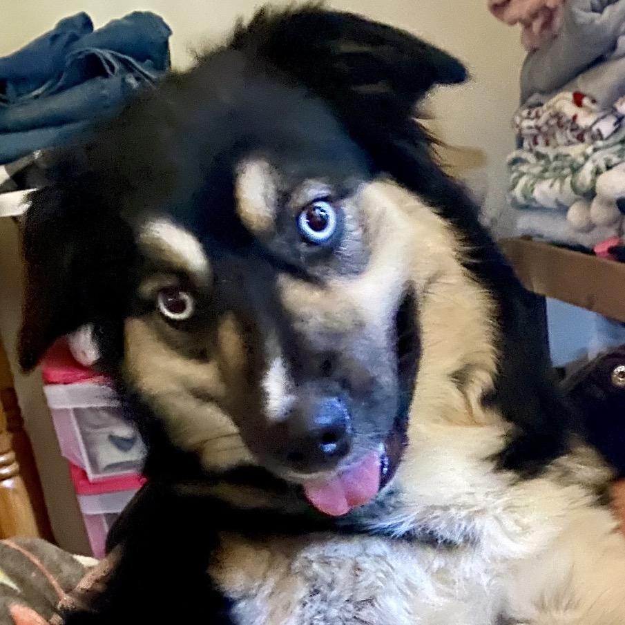 Enlarge Miley, a Adoptable mixed breed in Cashmere, WA image 5/6