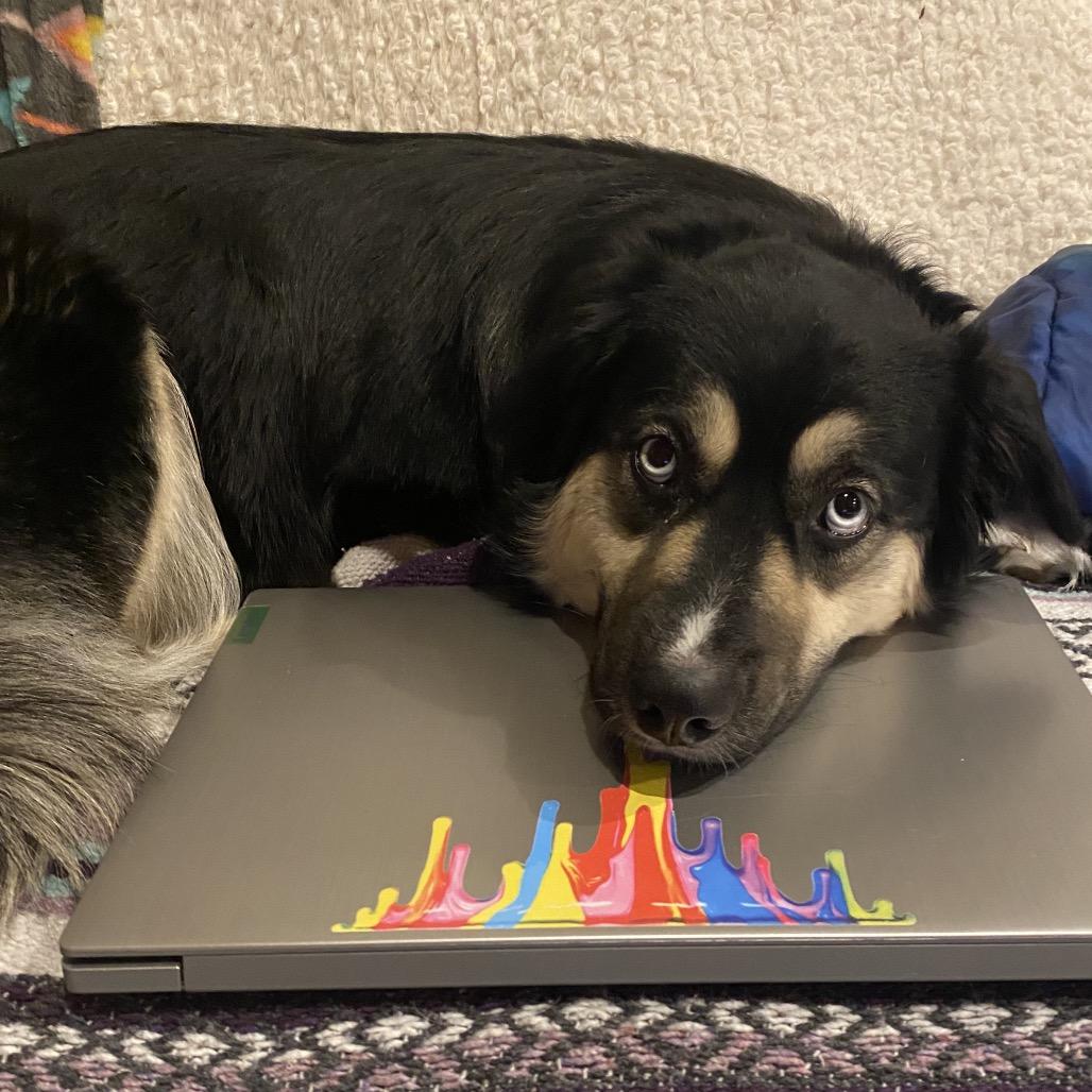 Enlarge Miley, a Adoptable mixed breed in Cashmere, WA image 6/6