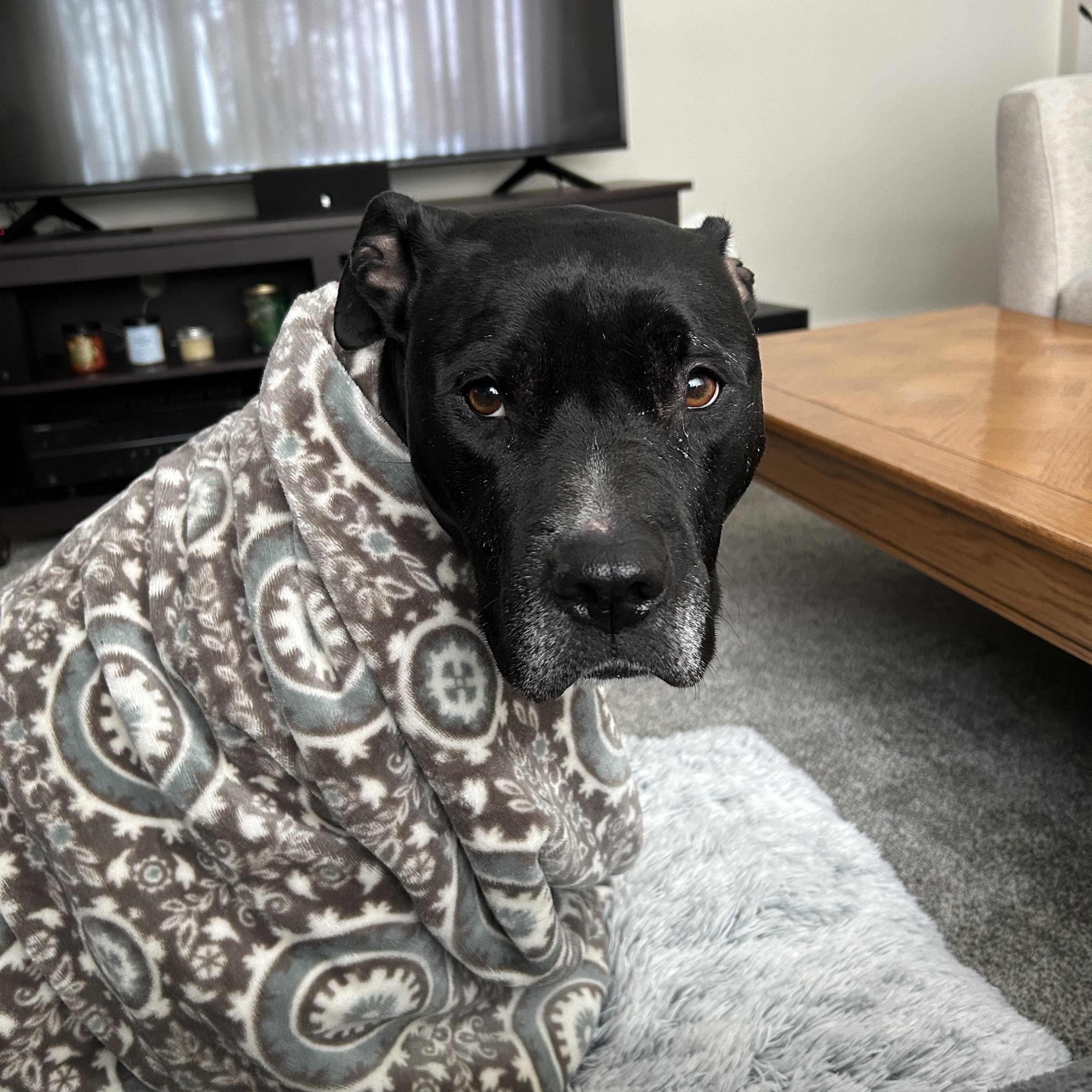 Enlarge Dahlia, a Adoptable mixed breed in Detroit, MI image 2/6