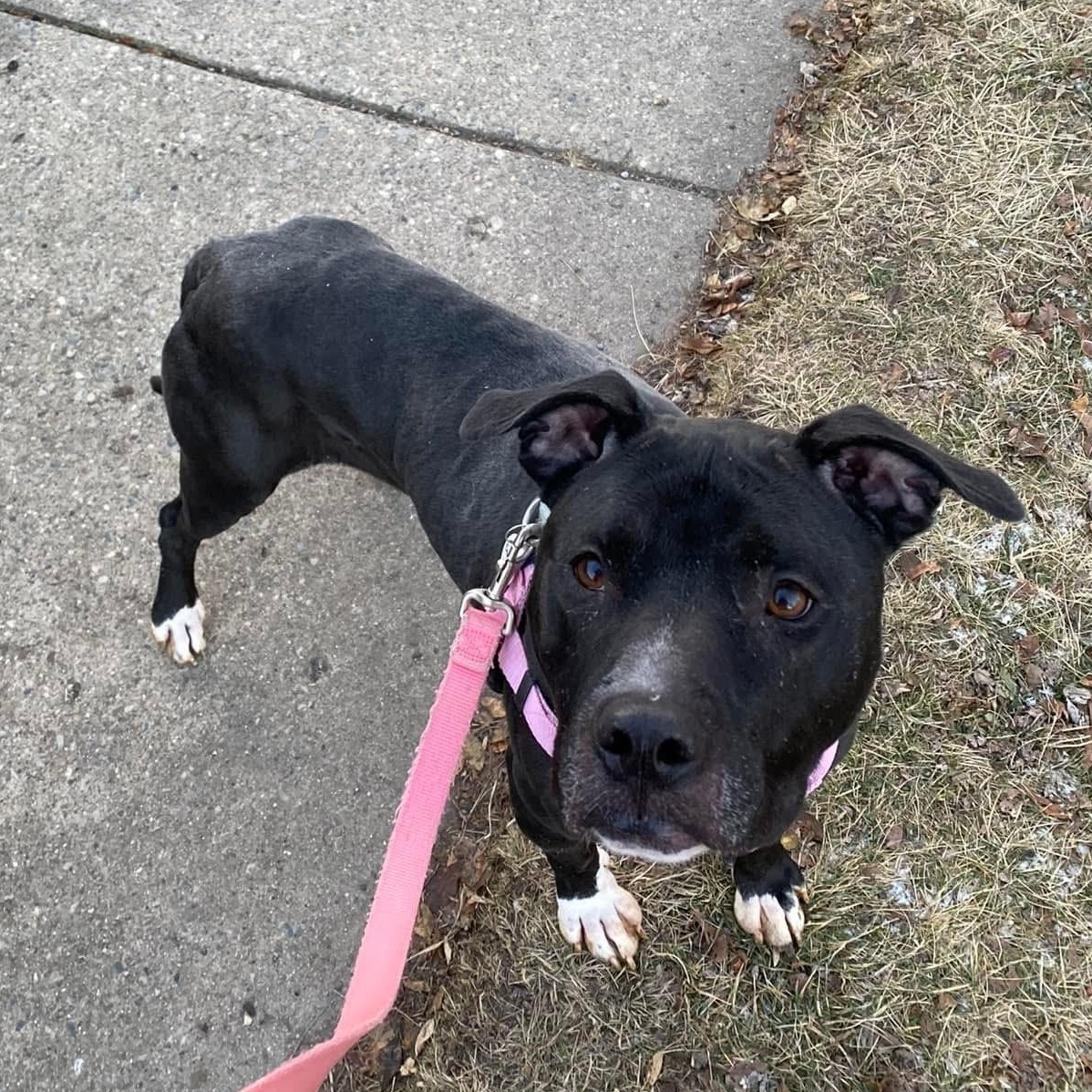 Enlarge Dahlia, a Adoptable mixed breed in Detroit, MI image 5/6