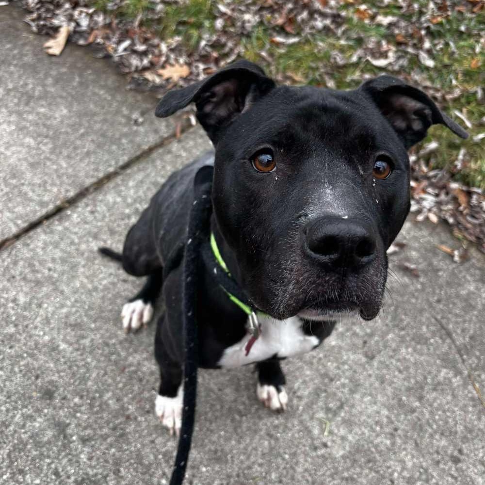 Enlarge Dahlia, a Adoptable mixed breed in Detroit, MI image 3/6