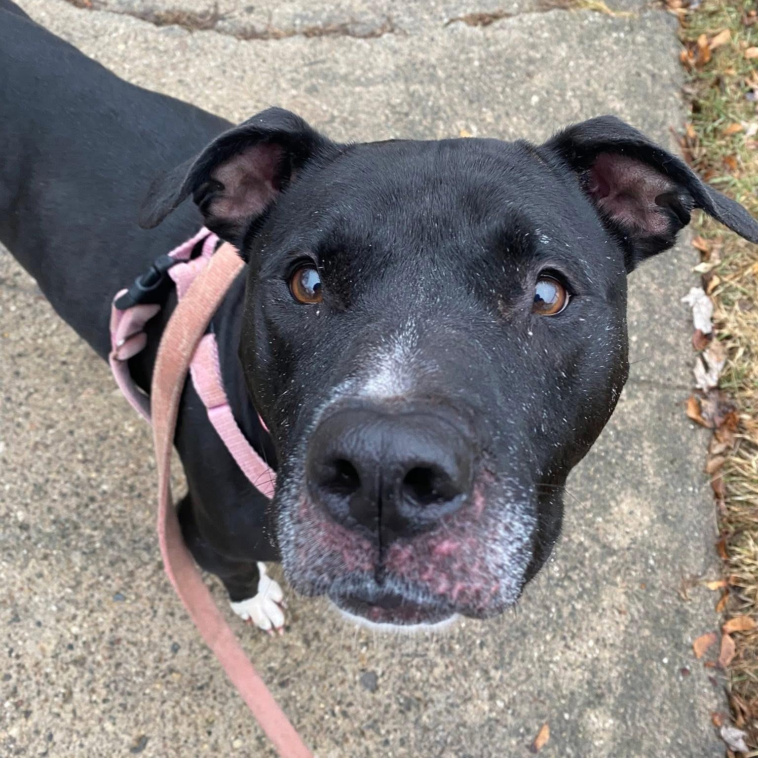 Dahlia, Adoptable, Senior Female Pit Bull Terrier & Mixed Breed.