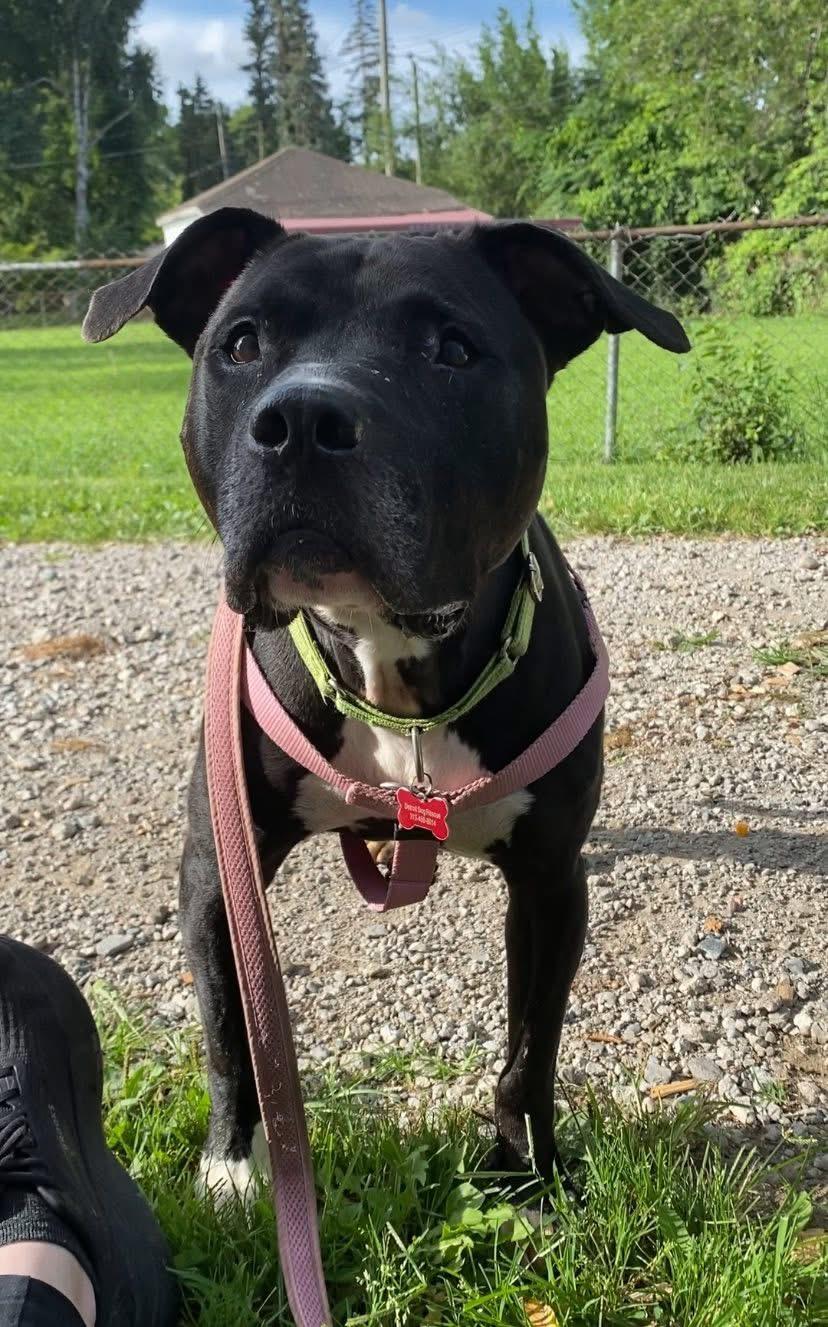 Enlarge Dahlia, a Adoptable mixed breed in Detroit, MI image 6/6