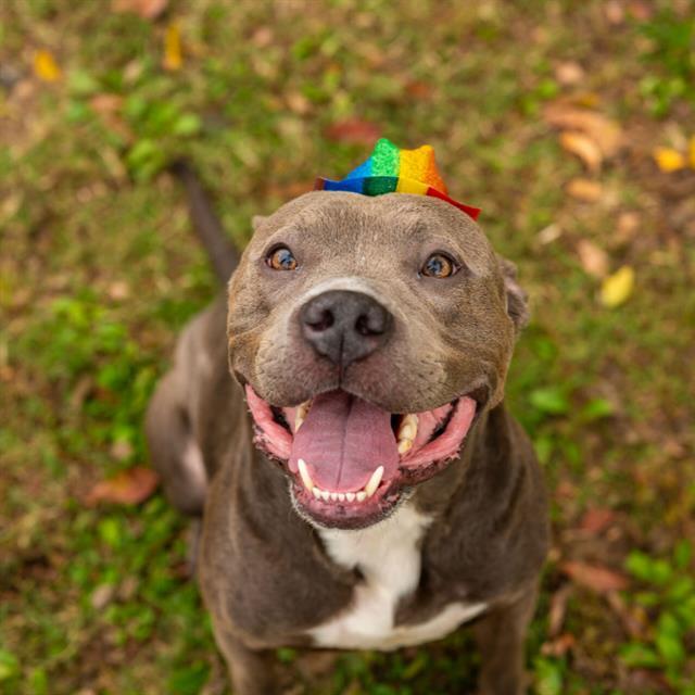 Enlarge TIGER, a Adoptable mixed breed in Murfreesboro, TN image 1/1
