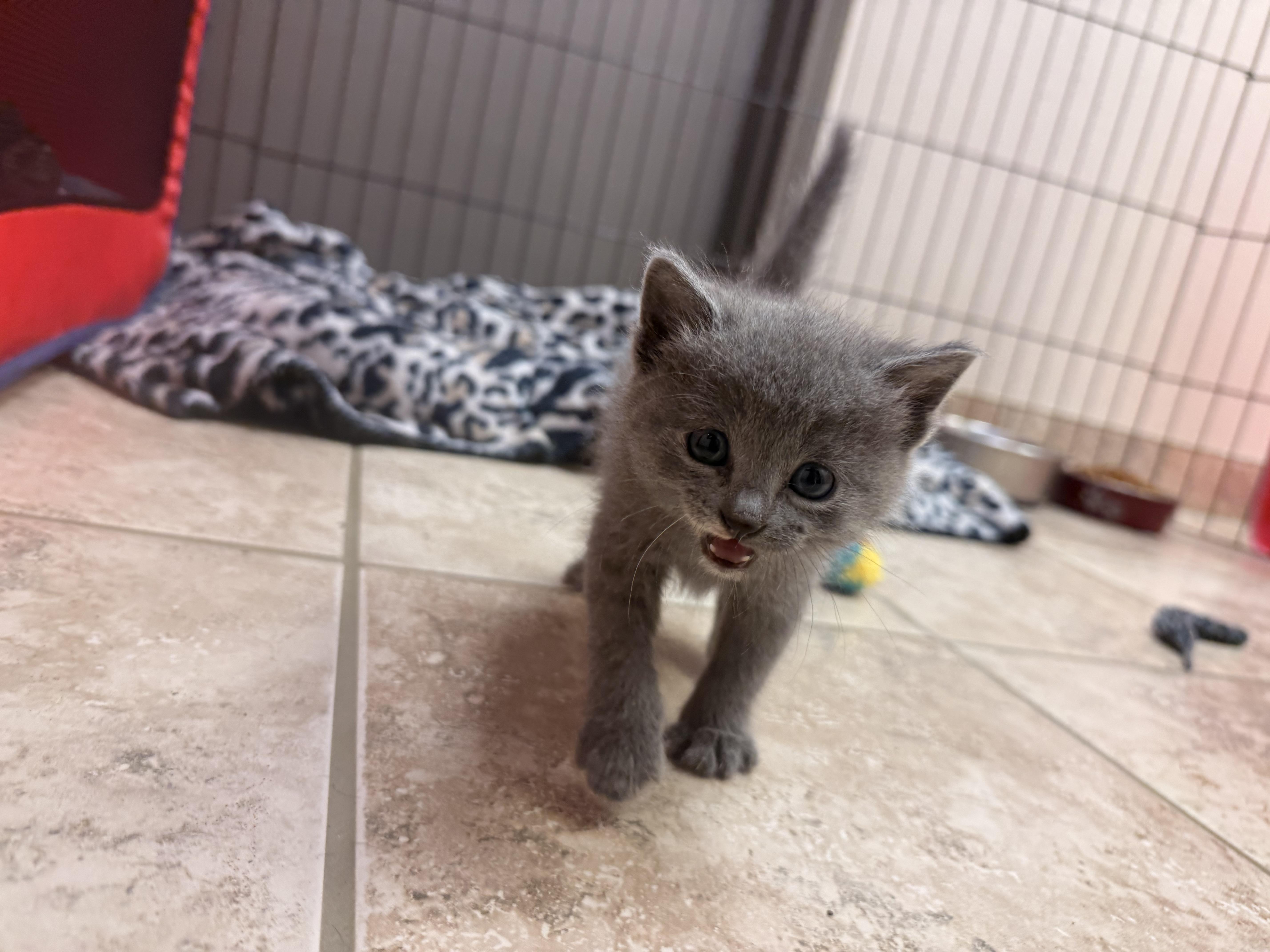 The Hatchlings Kittens, ADOPTABLE, Kitten Male American Shorthair & Domestic Medium Hair.