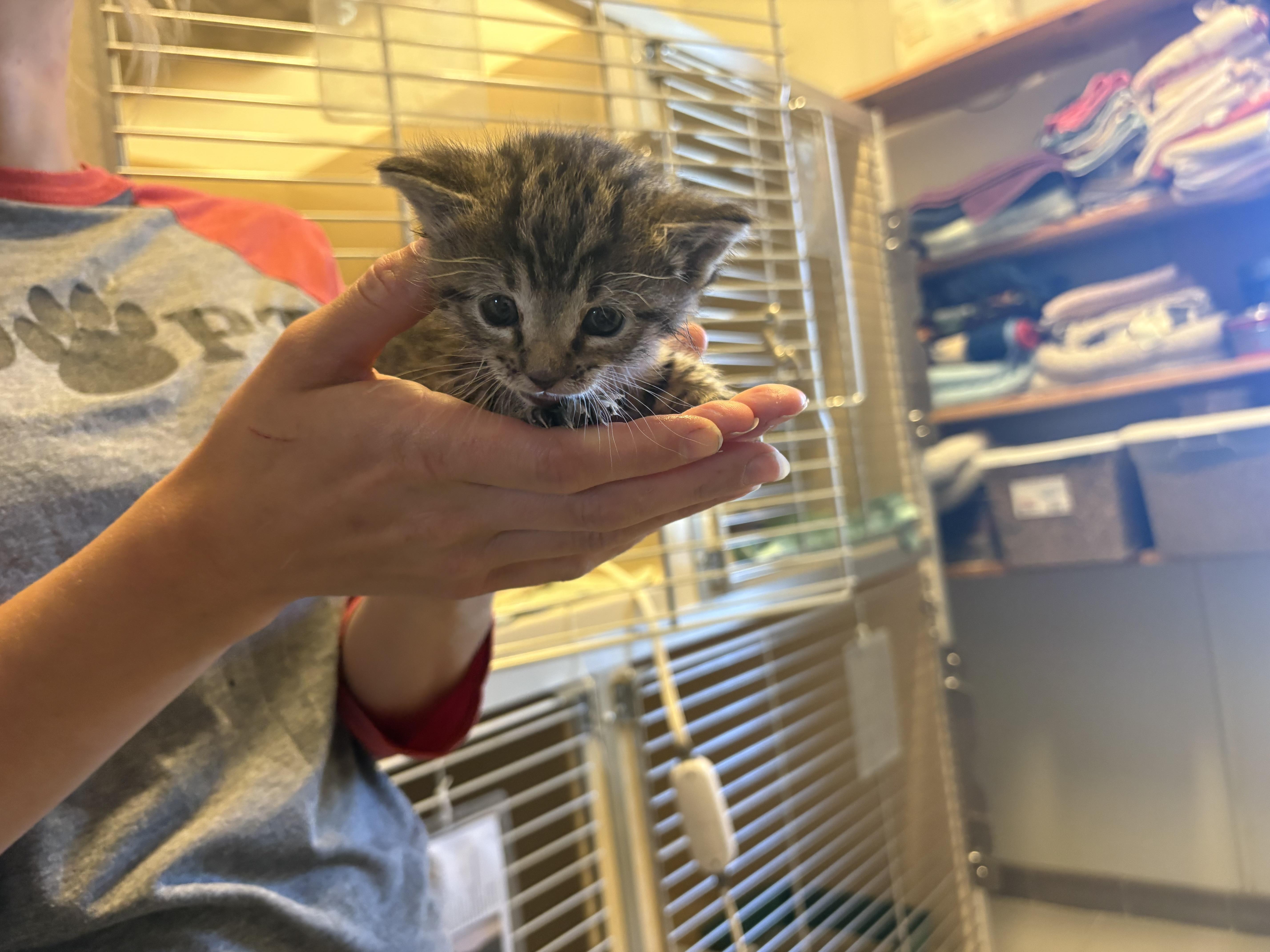 The Hatchlings Kittens, a ADOPTABLE mixed breed in Hays, KS image 2/2