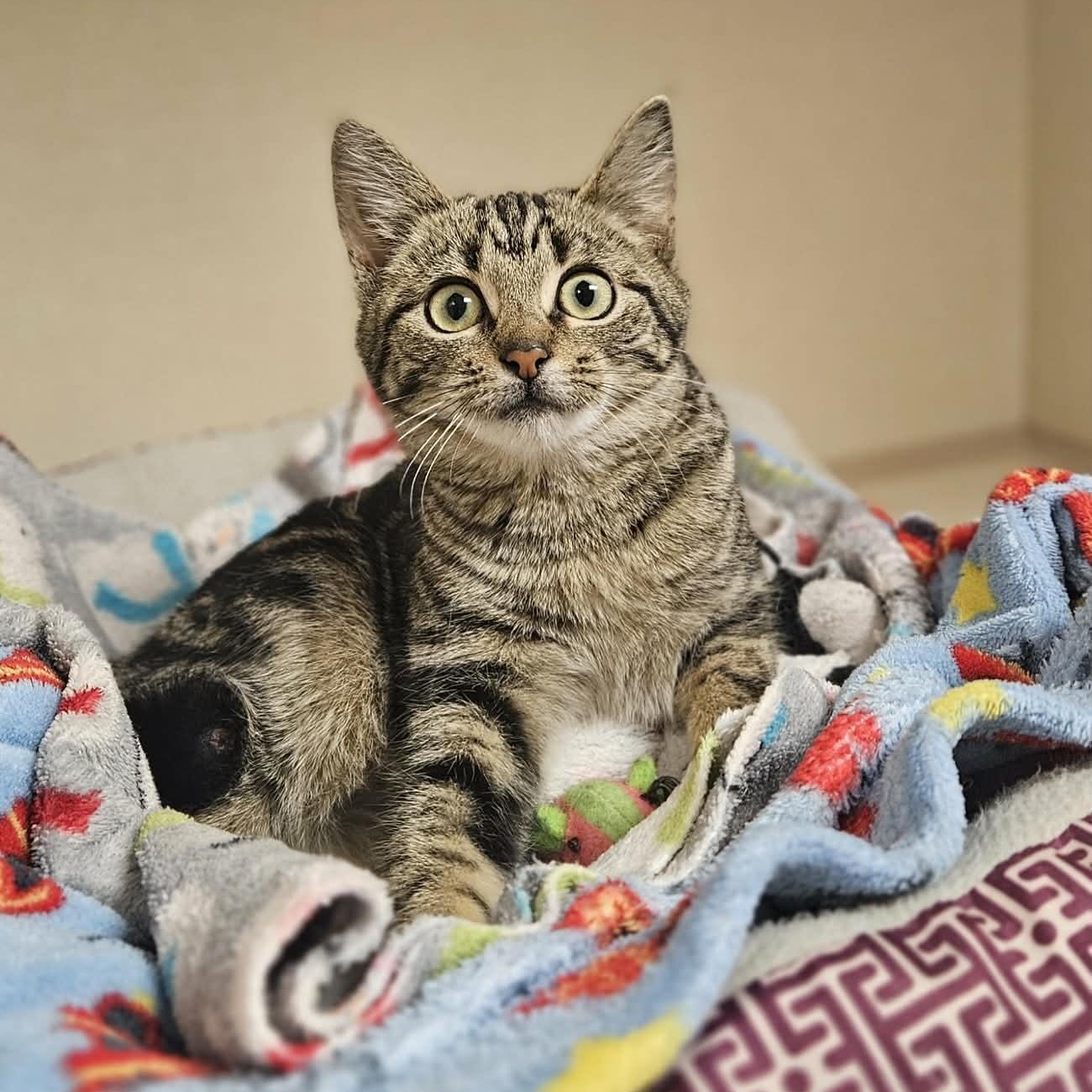 Fizz, ADOPTABLE, Kitten Male Domestic Short Hair.