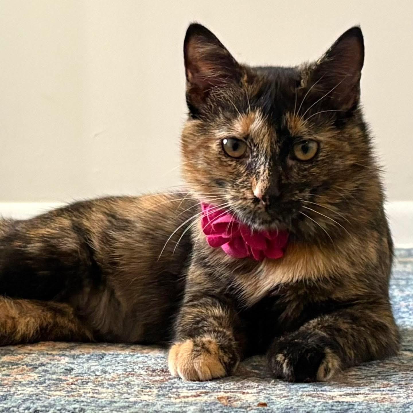 Enlarge Honey, a ADOPTABLE Calico in Kannapolis, NC image 1/4