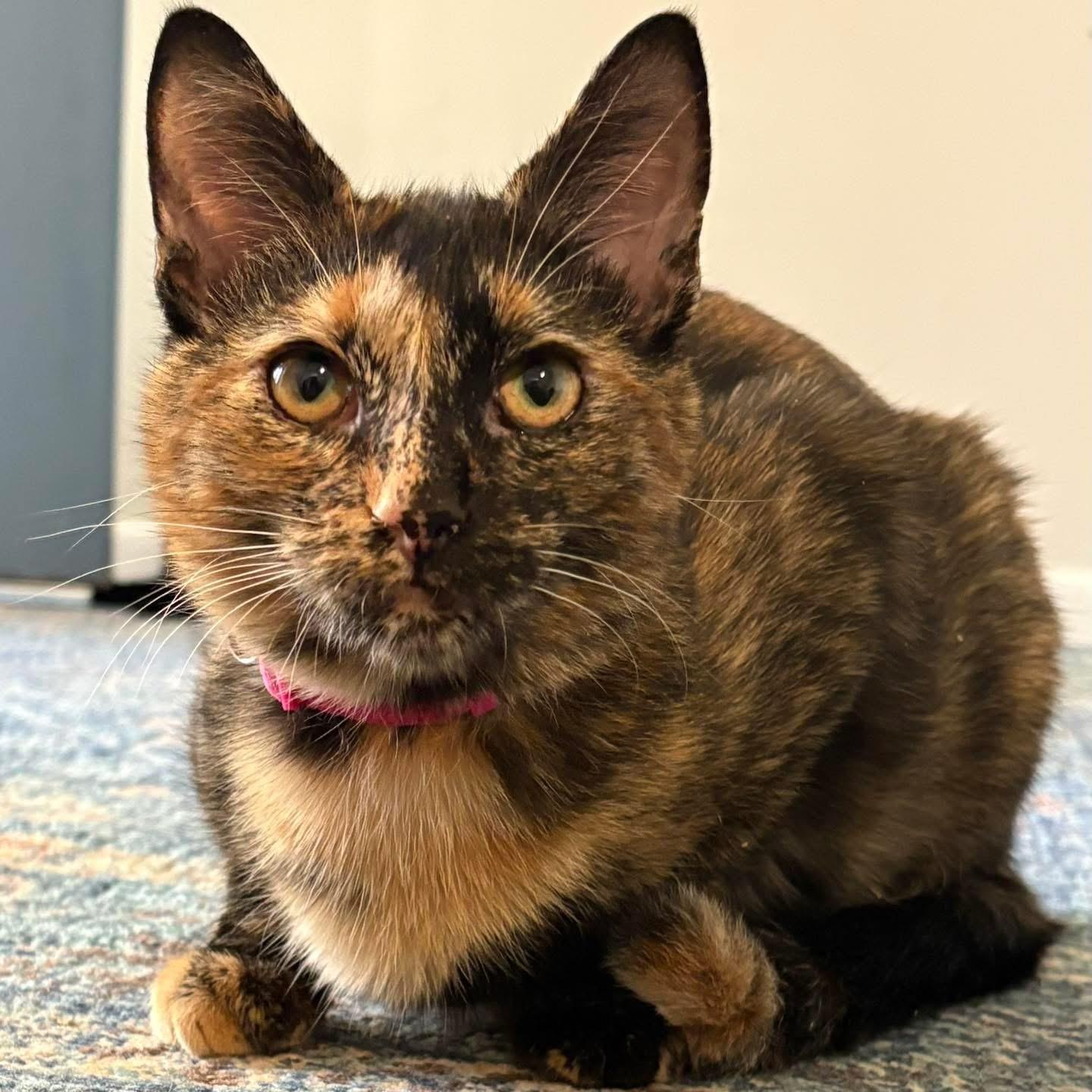 Enlarge Honey, a ADOPTABLE Calico in Kannapolis, NC image 3/4