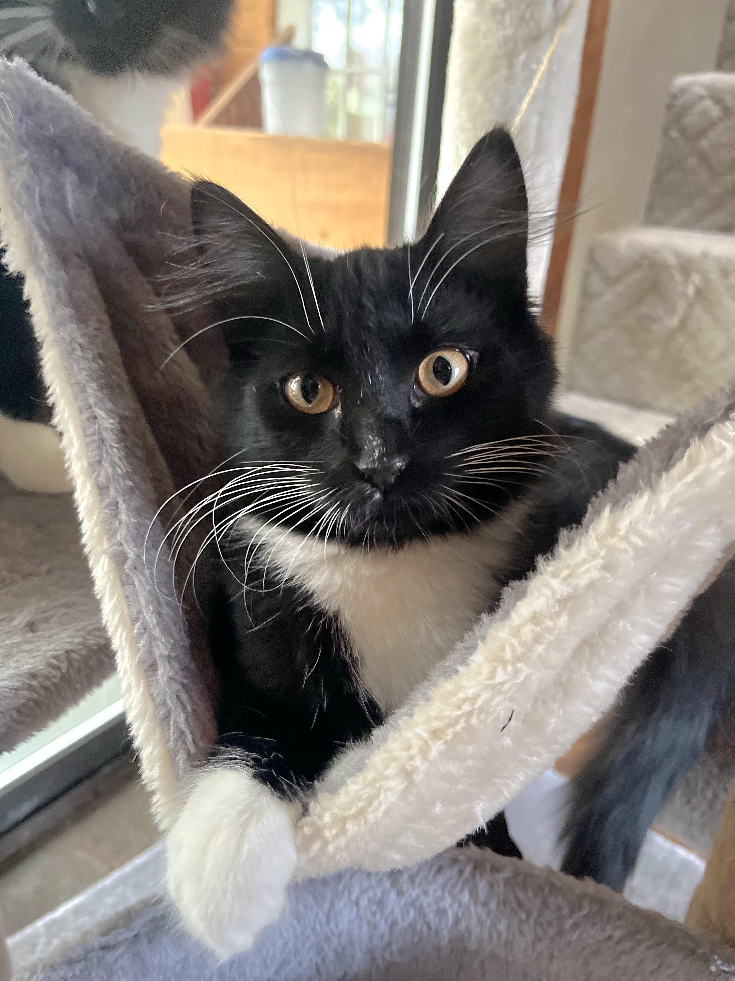 Habenero, Adoptable, Kitten Female Tuxedo.
