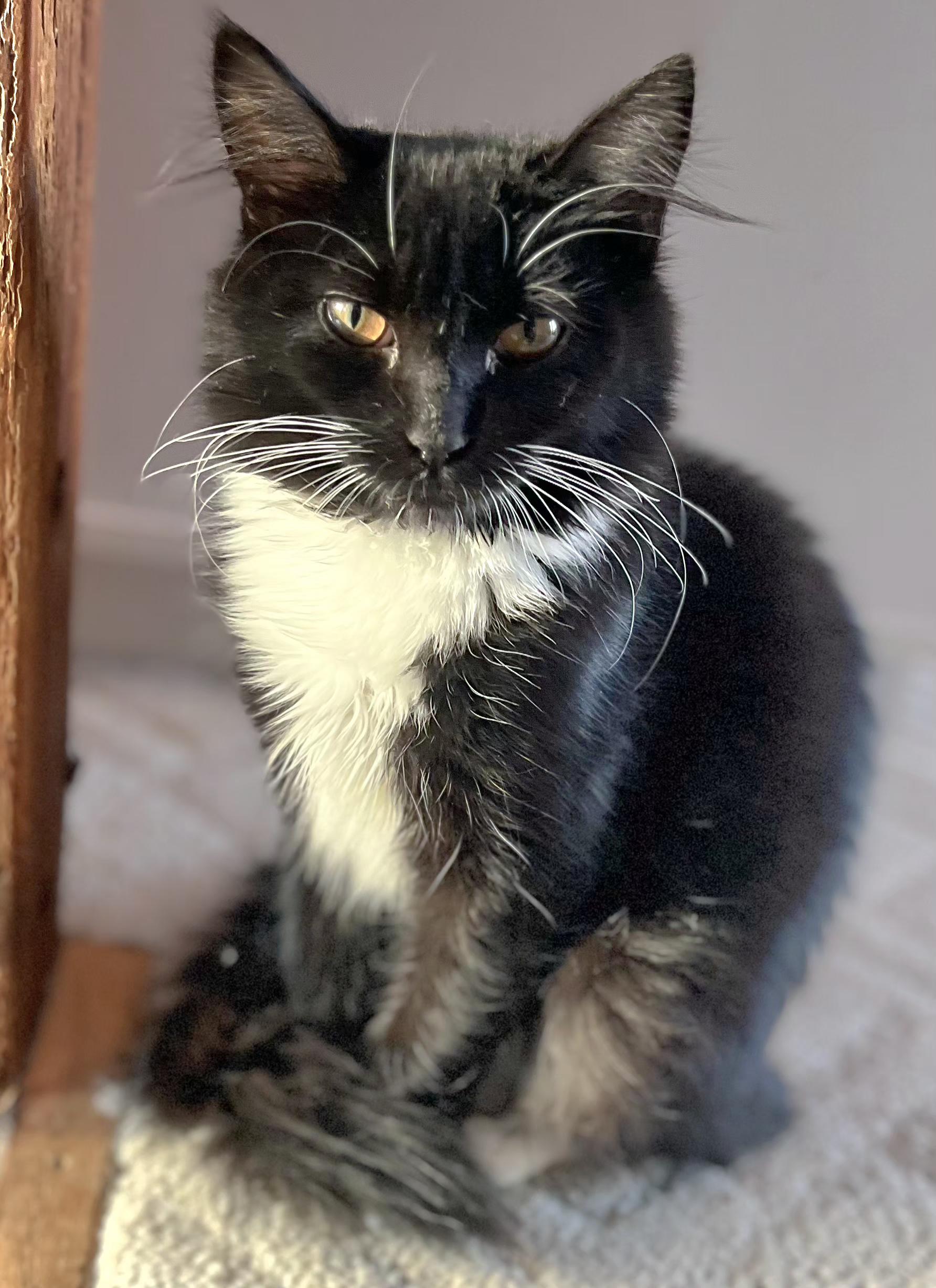 Enlarge Habenero, a Adoptable Tuxedo in Springfield, OR image 2/3