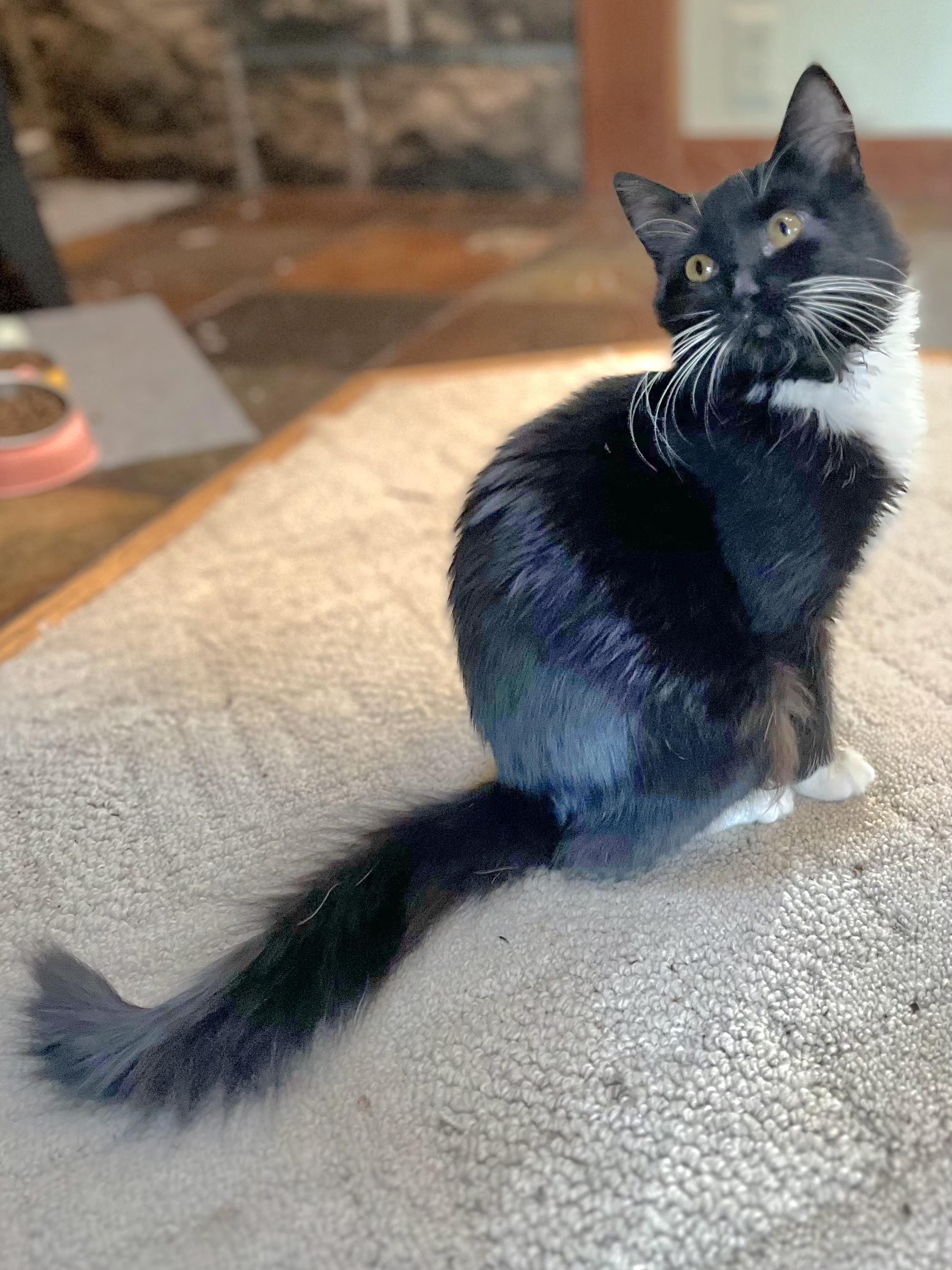 Enlarge Habenero, a Adoptable Tuxedo in Springfield, OR image 3/3