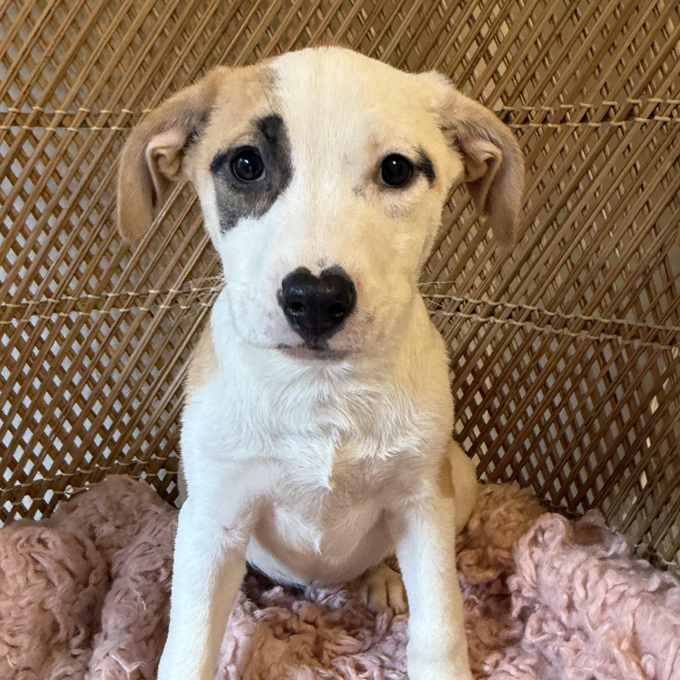 Enlarge Harper!, a Adopted mixed breed in el cajon, CA image 3/5