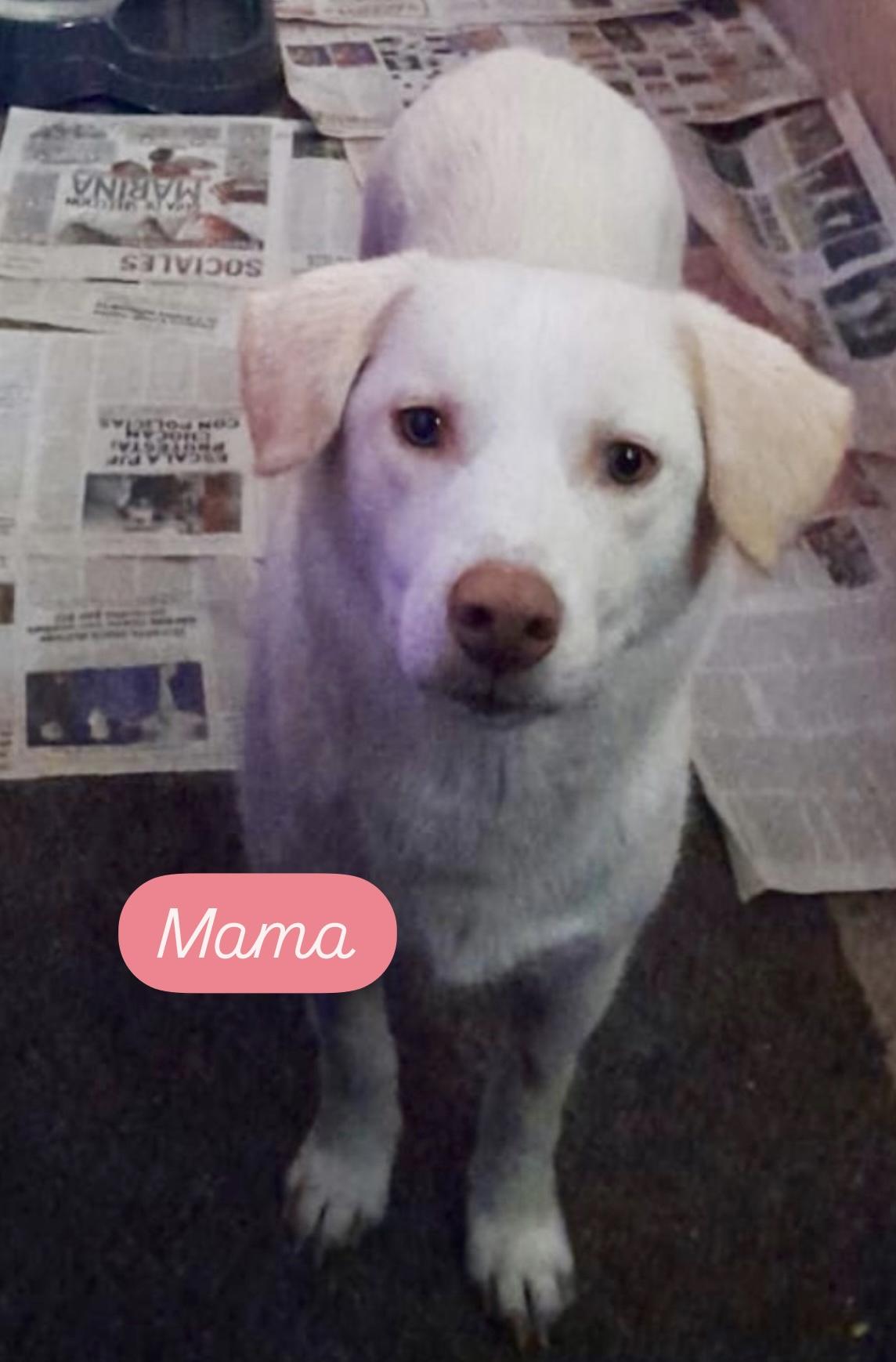 Enlarge Harper!, a Adopted mixed breed in el cajon, CA image 5/5