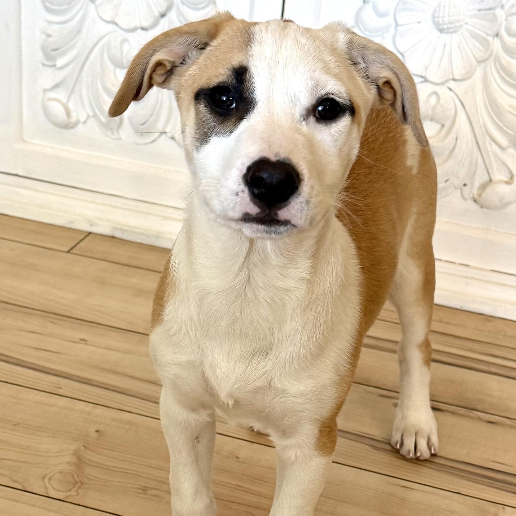 Enlarge Harper!, a Adopted mixed breed in el cajon, CA image 4/5