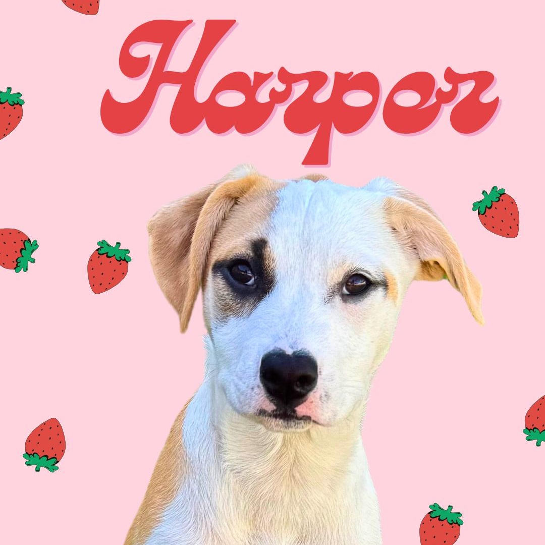 Enlarge Harper!, a Adopted mixed breed in el cajon, CA image 1/5