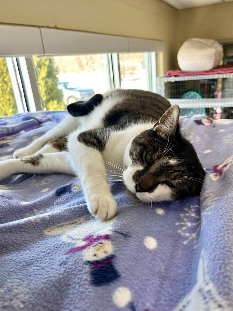 Eli, Adoptable, Senior Male Domestic Short Hair.