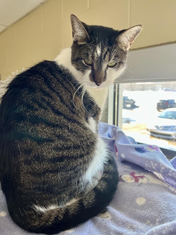 Enlarge Eli, a Adoptable mixed breed in Kalamazoo, MI image 2/2