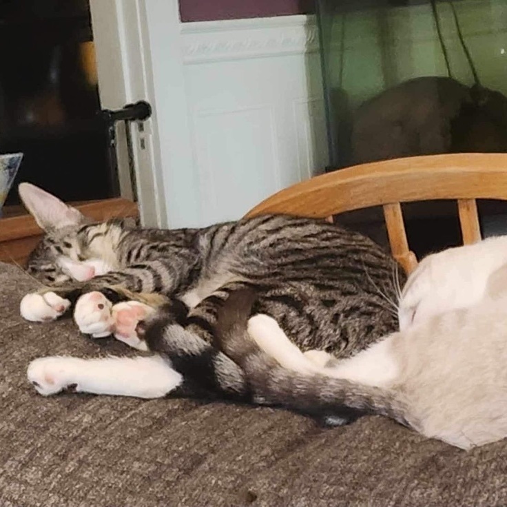 Blinky, a Adoptable Domestic Short Hair in Manchester, CT image 3/4