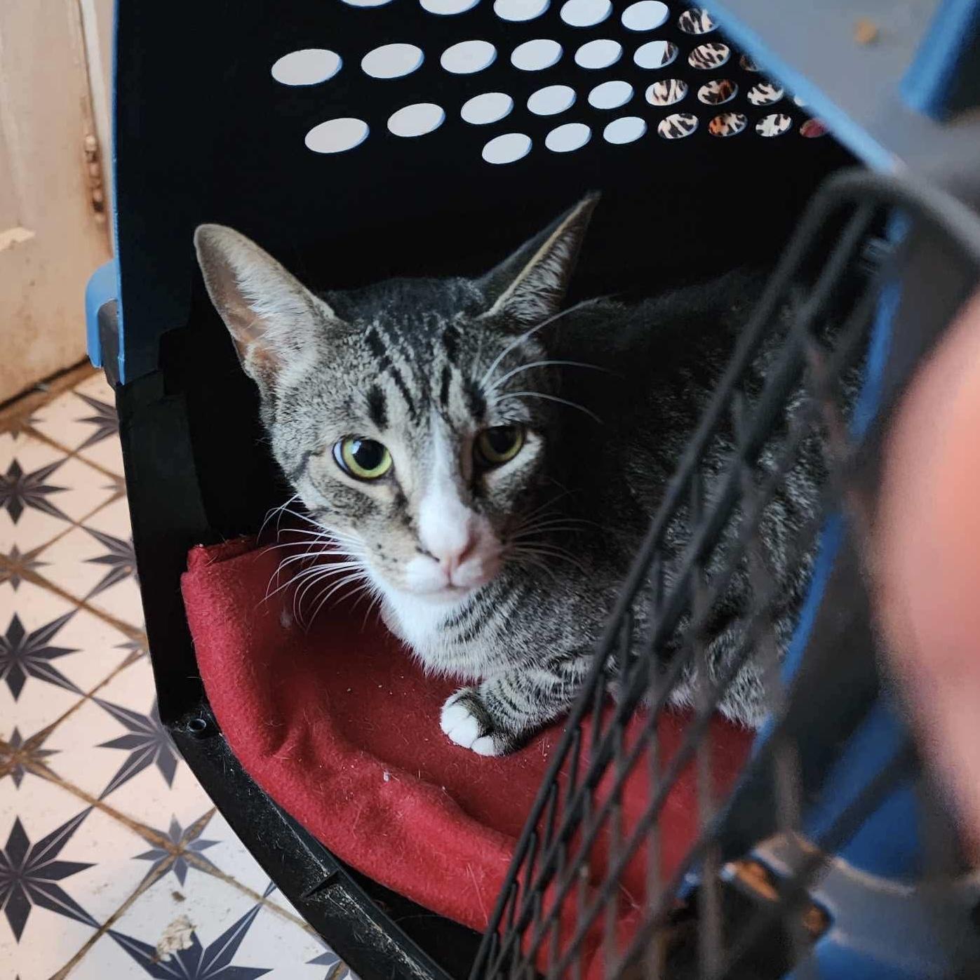 Blinky, a Adoptable Domestic Short Hair in Manchester, CT image 1/4