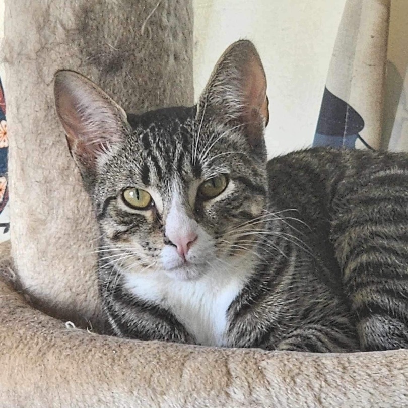 Blinky, a Adoptable Domestic Short Hair in Manchester, CT image 2/4