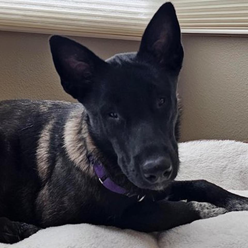 Lottie, a Adoptable Belgian Shepherd / Malinois in Burbank, CA image 4/6