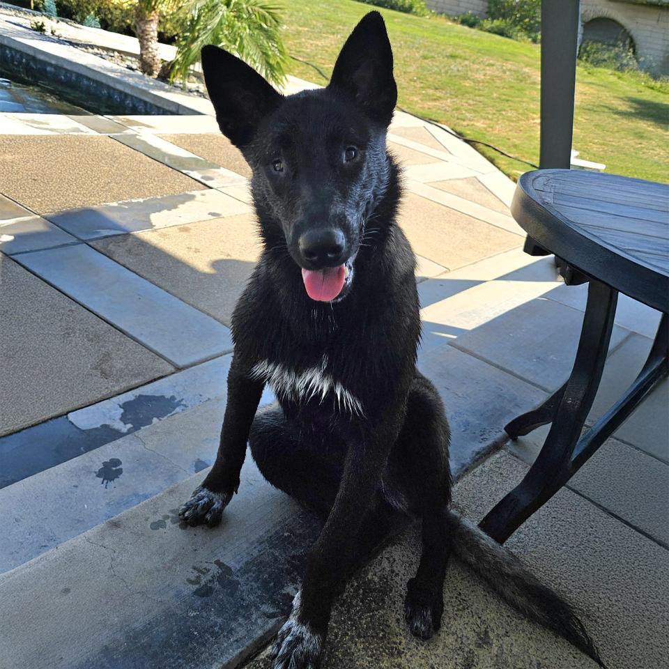 Lottie, a Adoptable Belgian Shepherd / Malinois in Burbank, CA image 6/6
