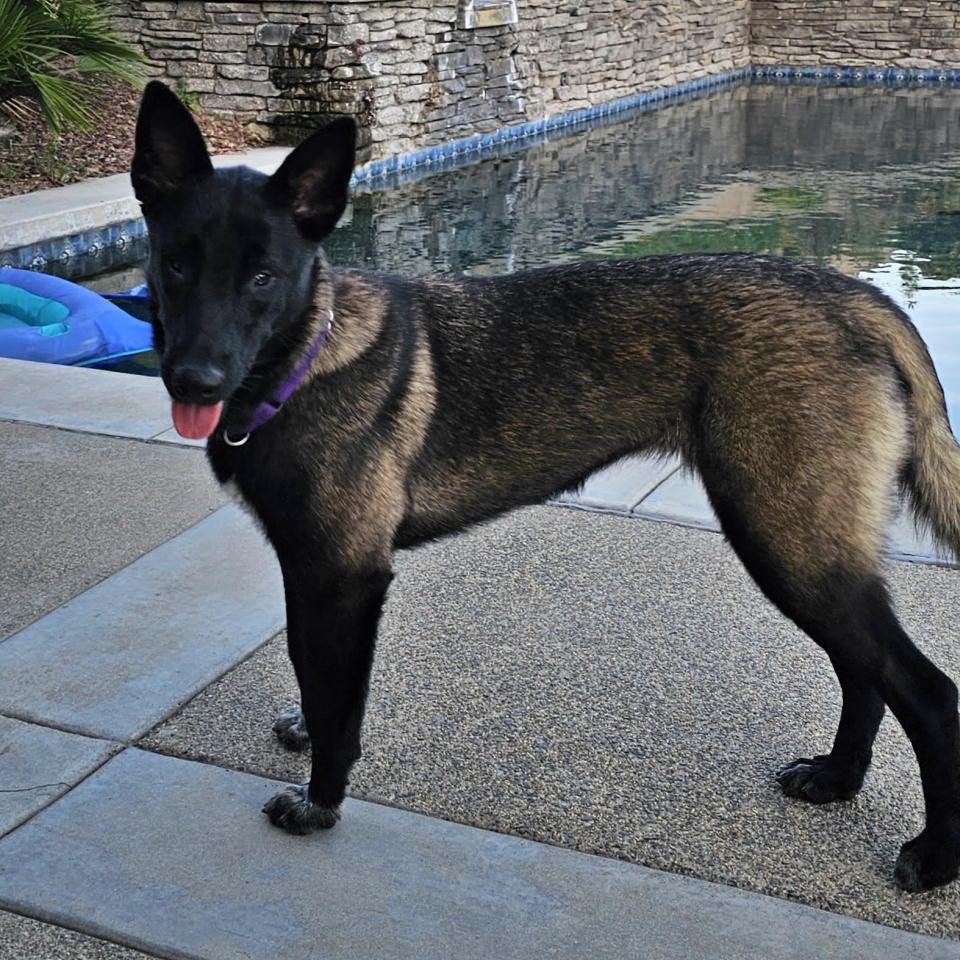 Lottie, a Adoptable Belgian Shepherd / Malinois in Burbank, CA image 5/6