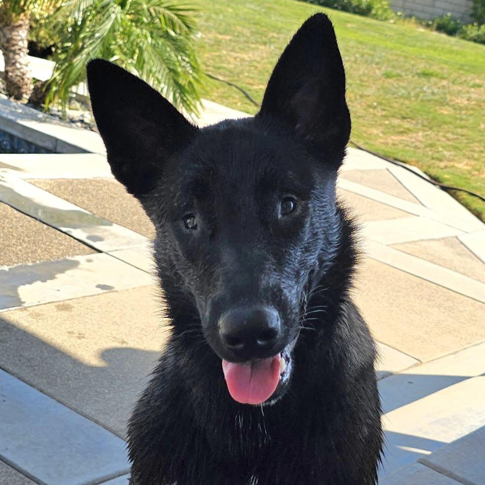 Lottie, a Adoptable Belgian Shepherd / Malinois in Burbank, CA image 1/6