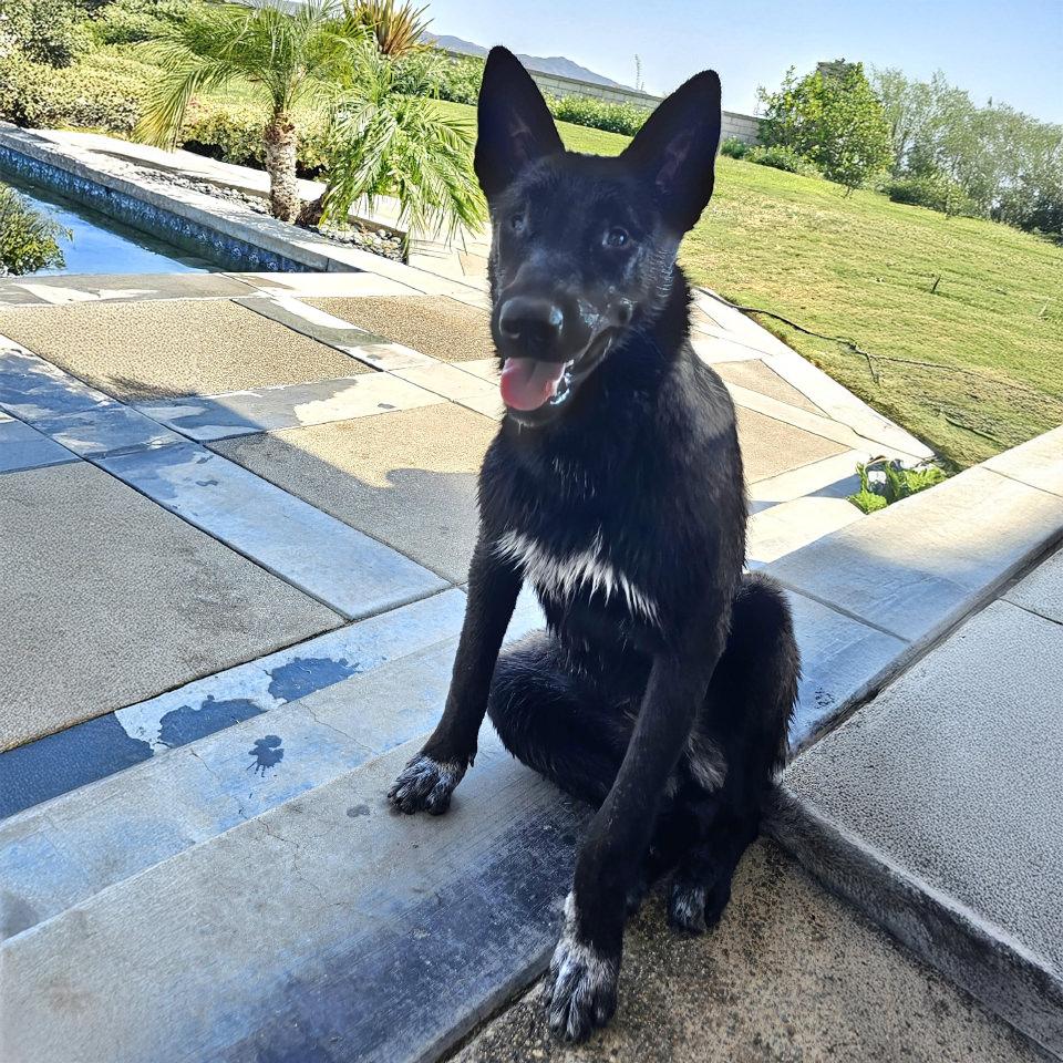 Lottie, a Adoptable Belgian Shepherd / Malinois in Burbank, CA image 3/6