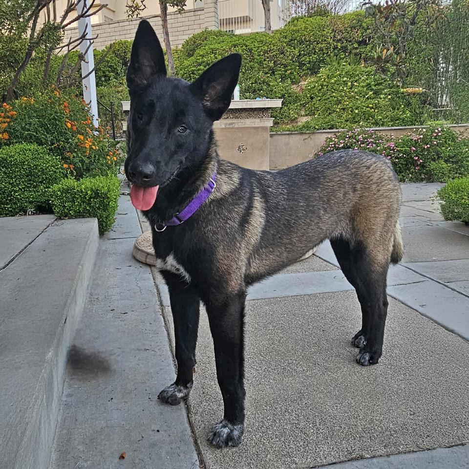 Lottie, a Adoptable Belgian Shepherd / Malinois in Burbank, CA image 2/6