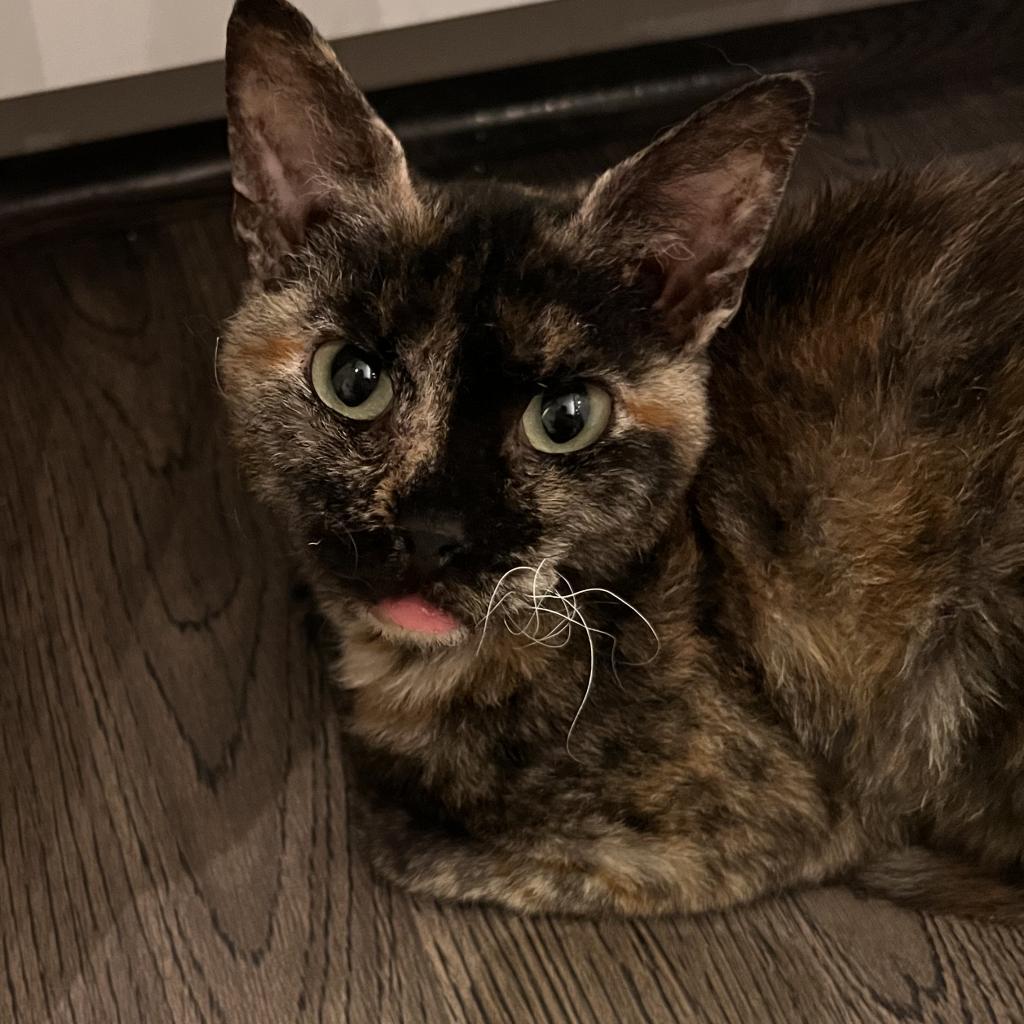 Audrey Franklin, Adoptable, Adult Female Domestic Short Hair.