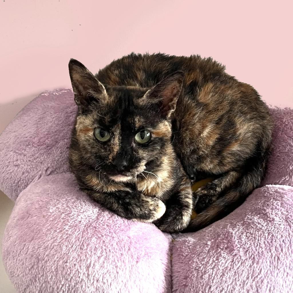 Audrey Franklin, a Adoptable Domestic Short Hair in Merrifield, VA image 2/6