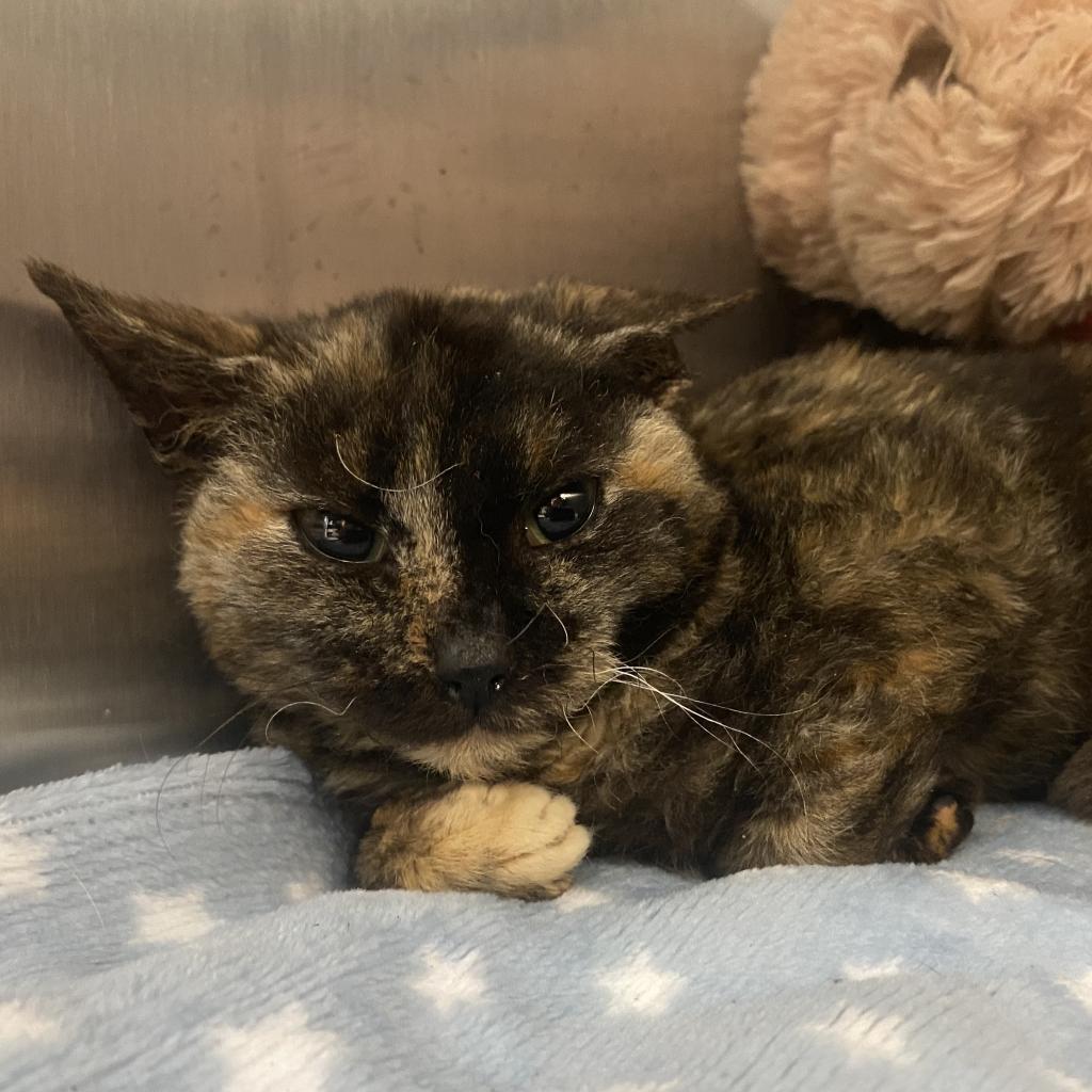 Audrey Franklin, a Adoptable Domestic Short Hair in Merrifield, VA image 3/6