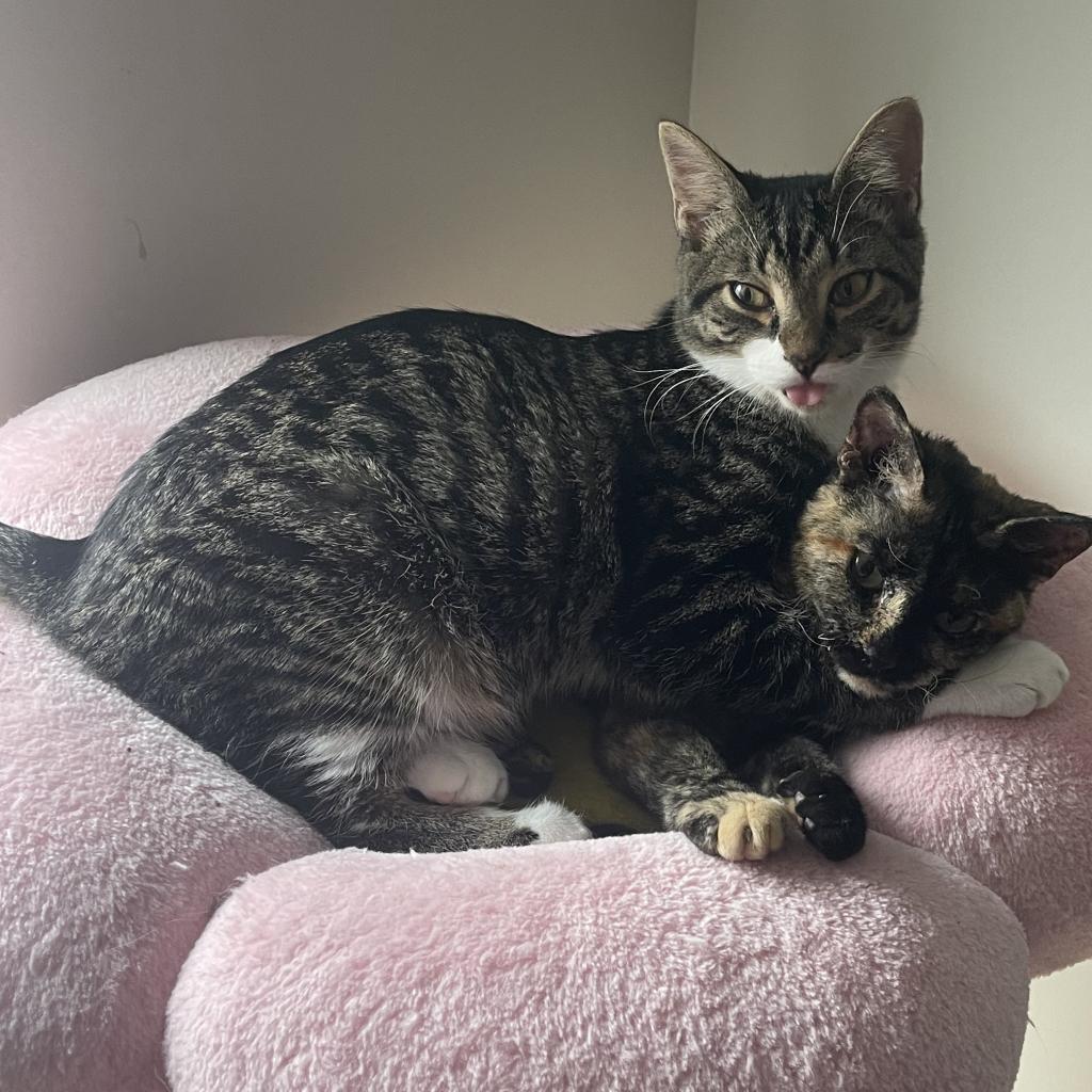 Audrey Franklin, a Adoptable Domestic Short Hair in Merrifield, VA image 4/6