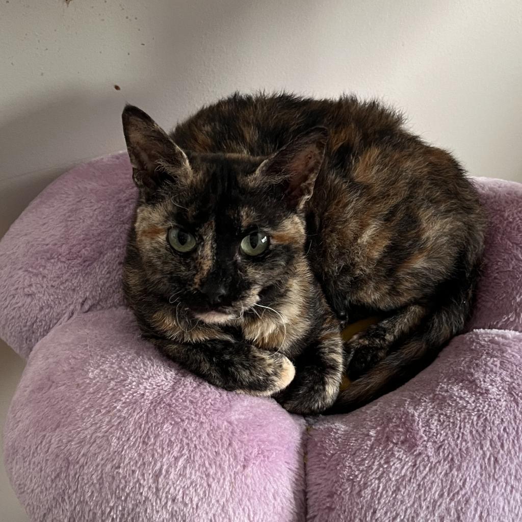 Audrey Franklin, a Adoptable Domestic Short Hair in Merrifield, VA image 6/6