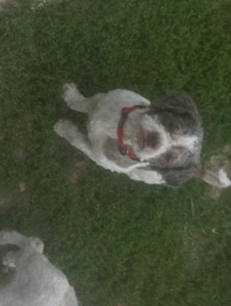 Bark Twain, Adoptable, Young Male Shih Tzu & Terrier.
