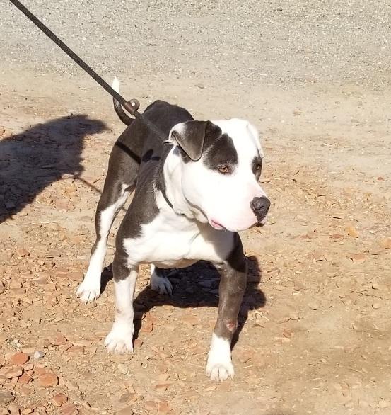 Gabe, Adoptable, Adult Male Pit Bull Terrier.