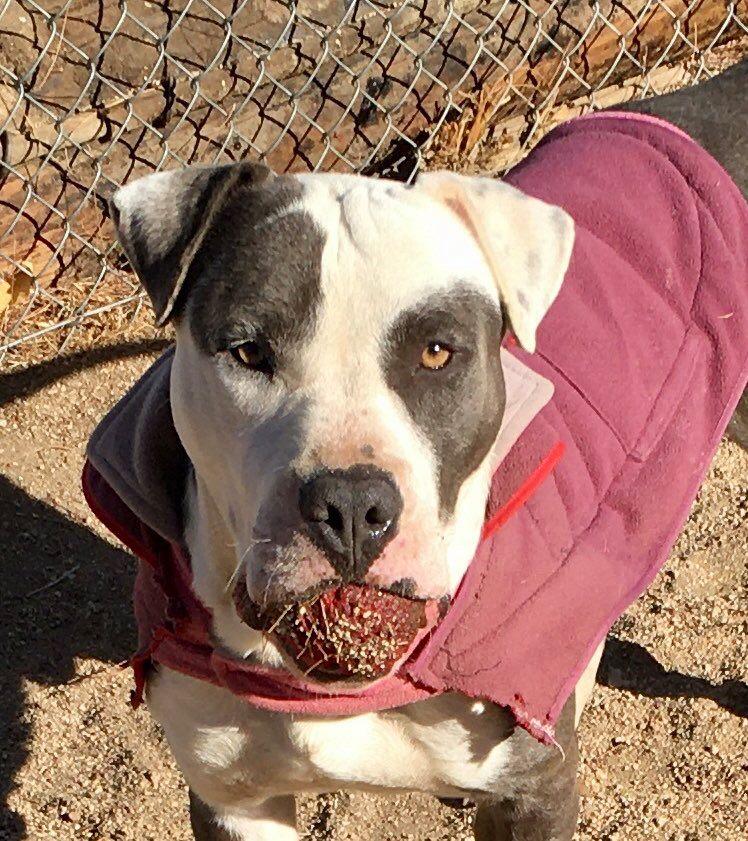 Gabe, Adoptable, Adult Male Pit Bull Terrier.