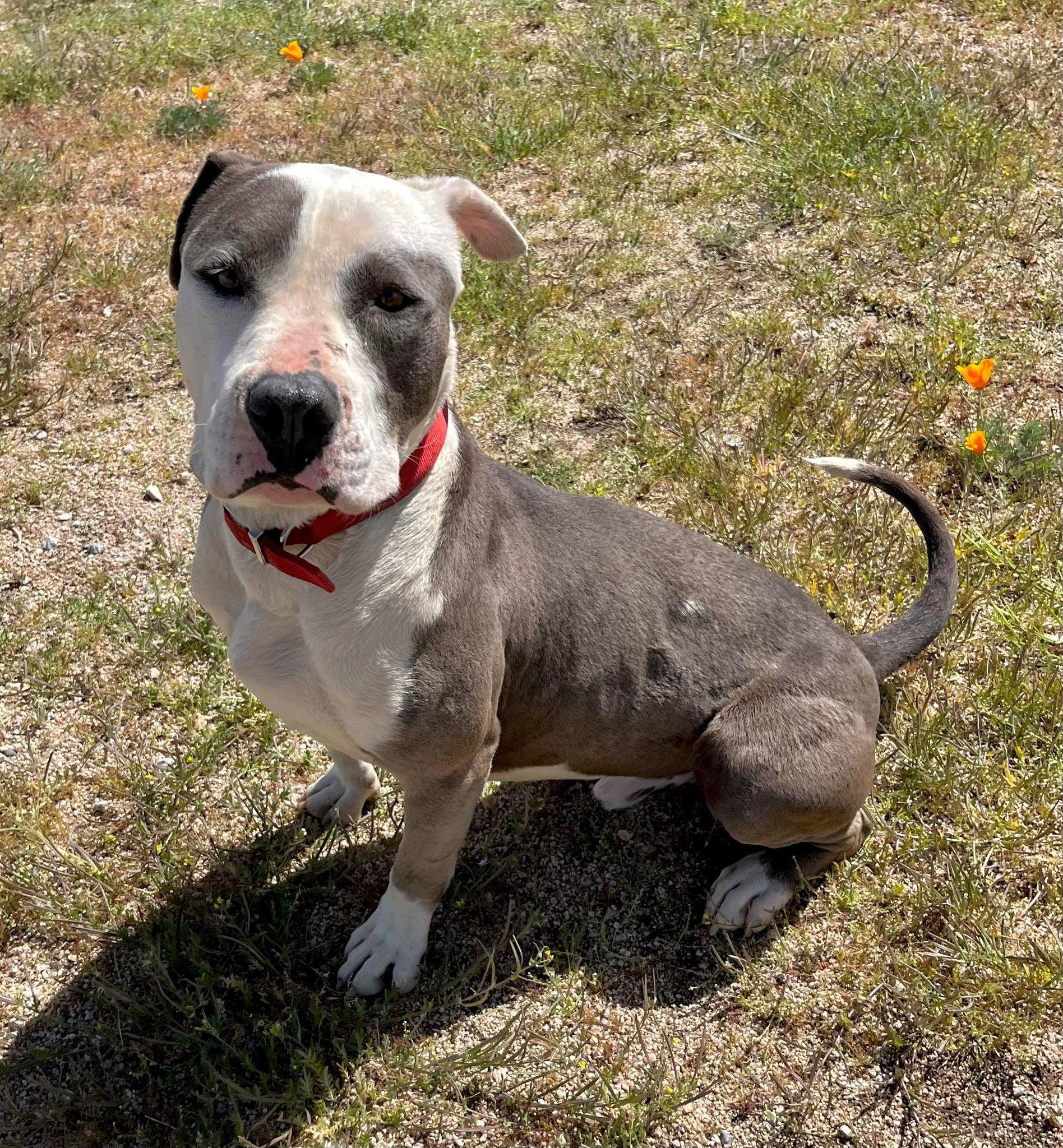 Enlarge Gabe, a Adoptable Pit Bull Terrier in Ventura, CA image 2/6