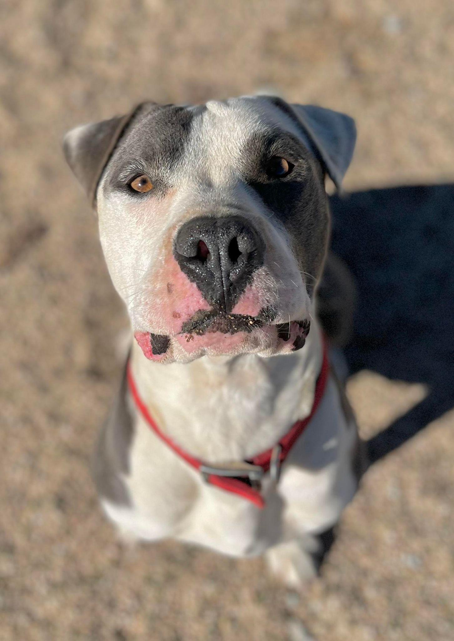Enlarge Gabe, a Adoptable Pit Bull Terrier in Ventura, CA image 3/6