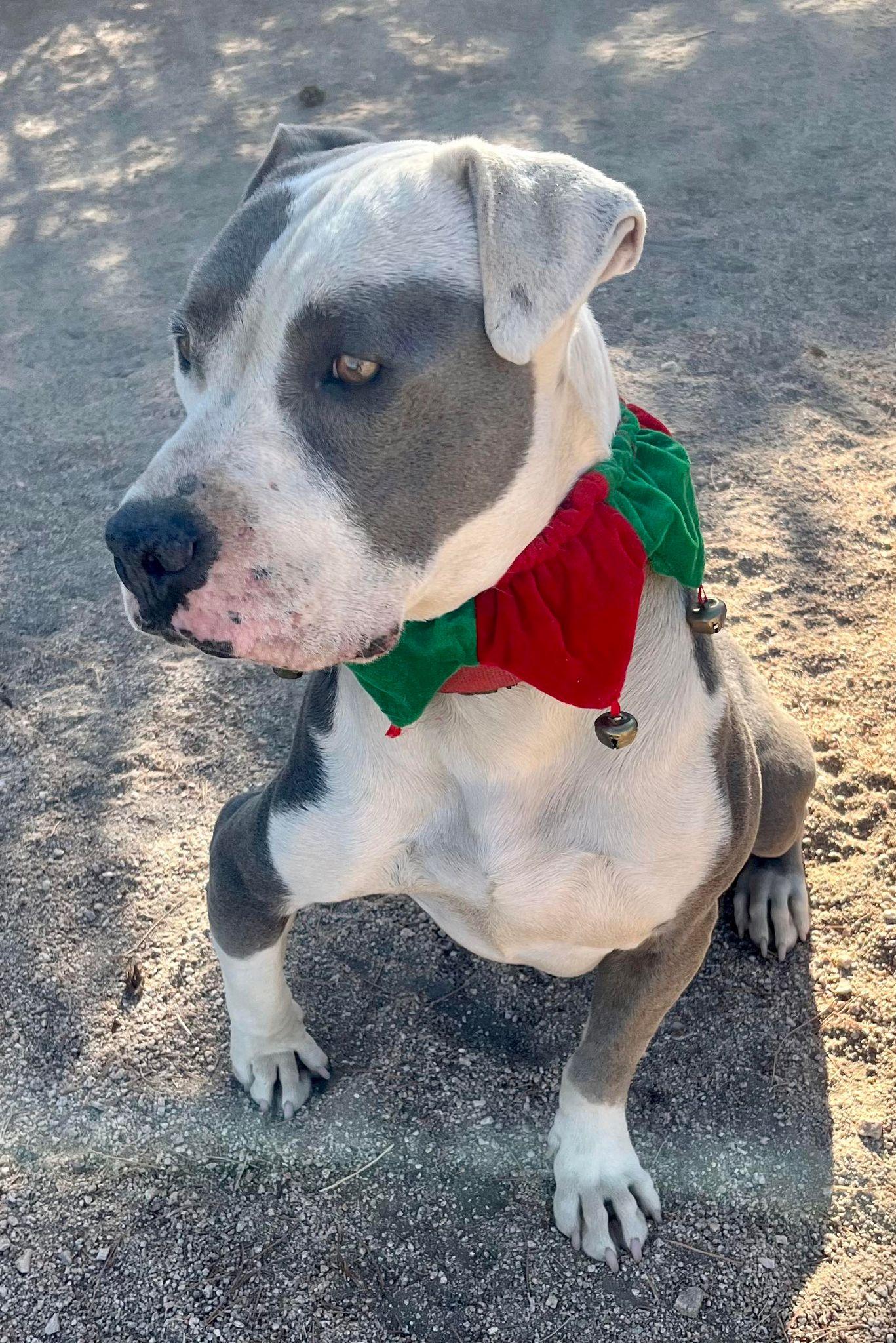 Enlarge Gabe, a Adoptable Pit Bull Terrier in Ventura, CA image 5/6