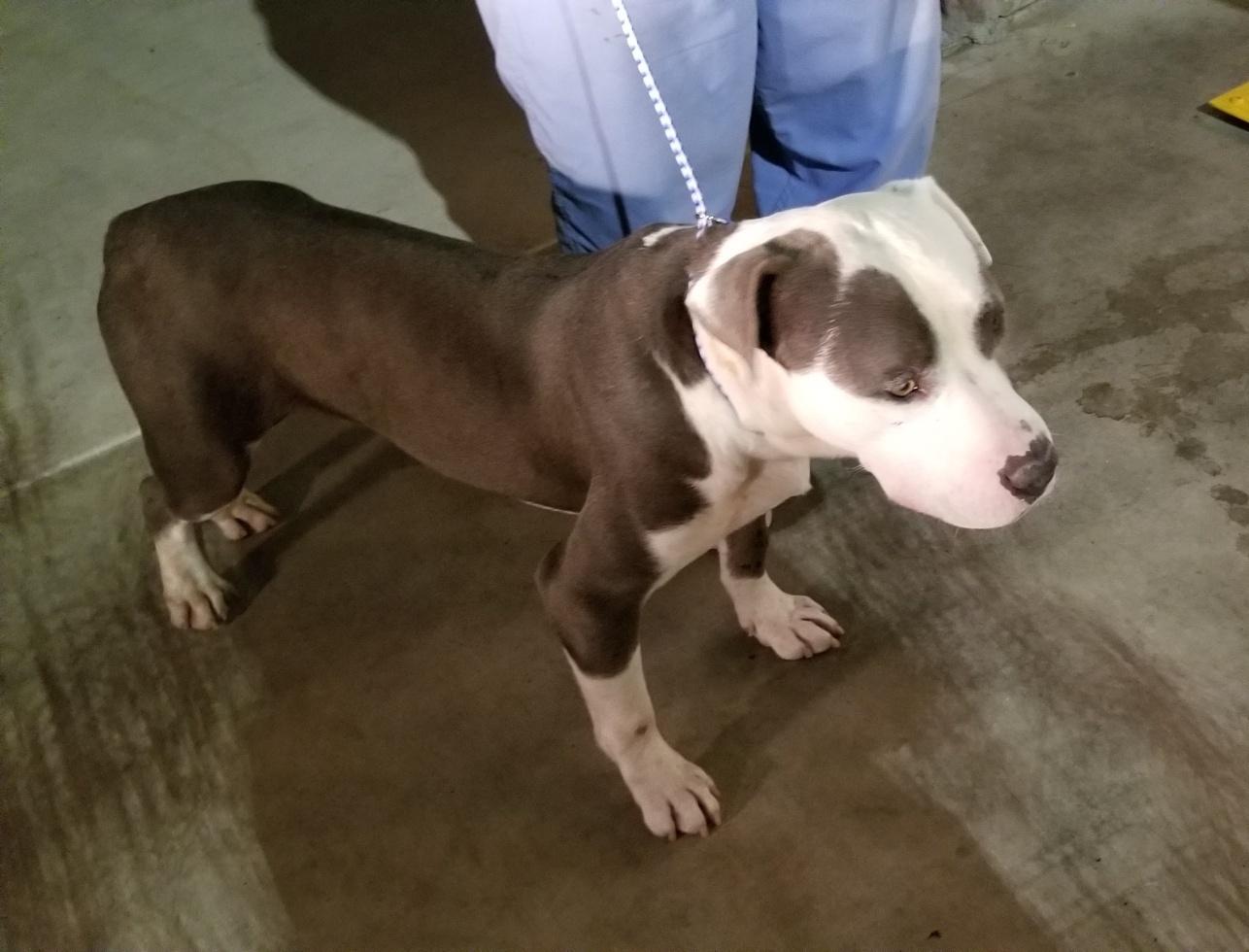 Enlarge Gabe, a Adoptable Pit Bull Terrier in Ventura, CA image 4/6