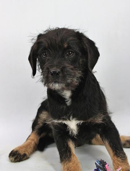 Champion — thumbnail 2