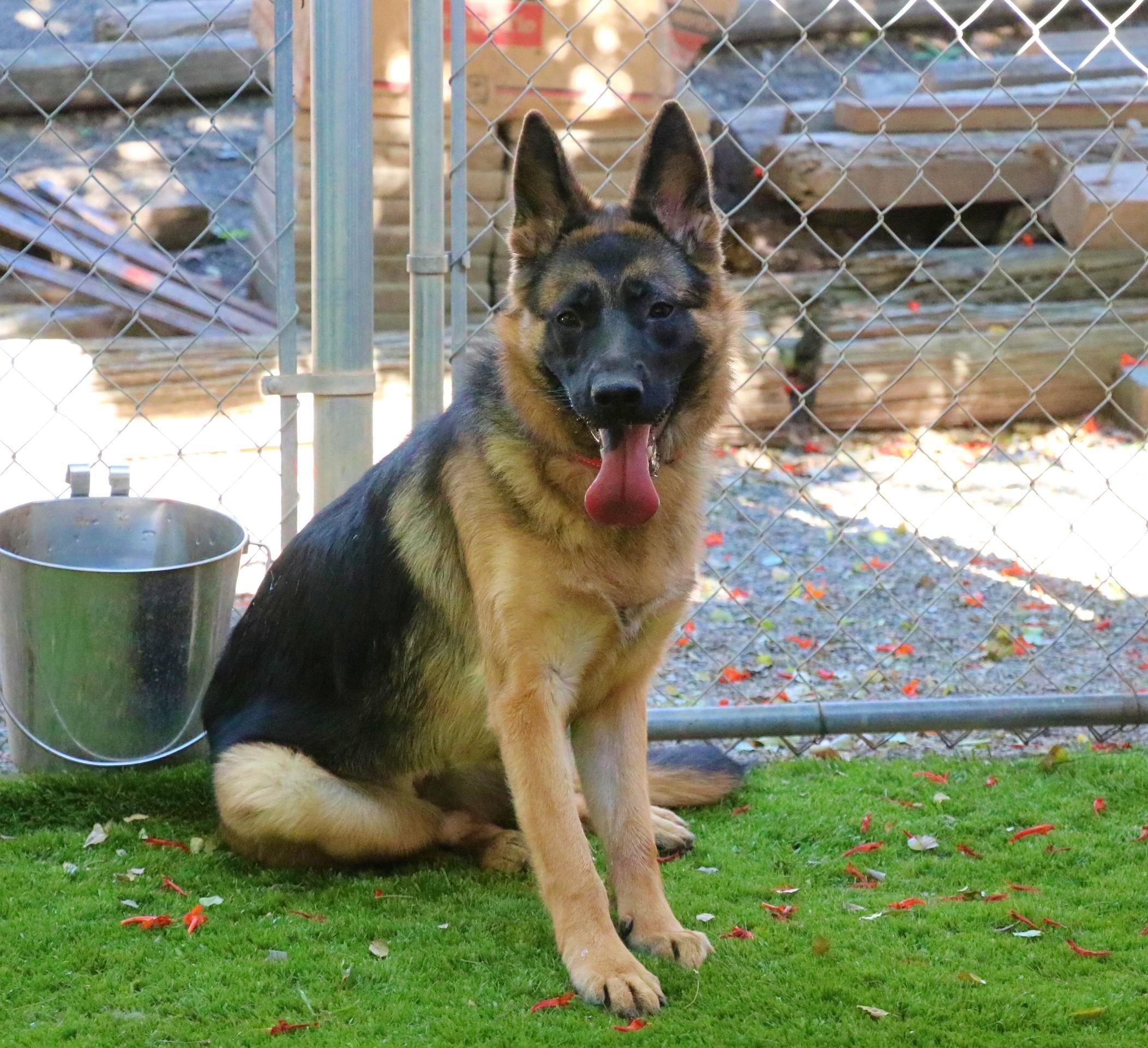 Enlarge Lucy, an adopted German Shepherd Dog in San Diego, CA image 2/3