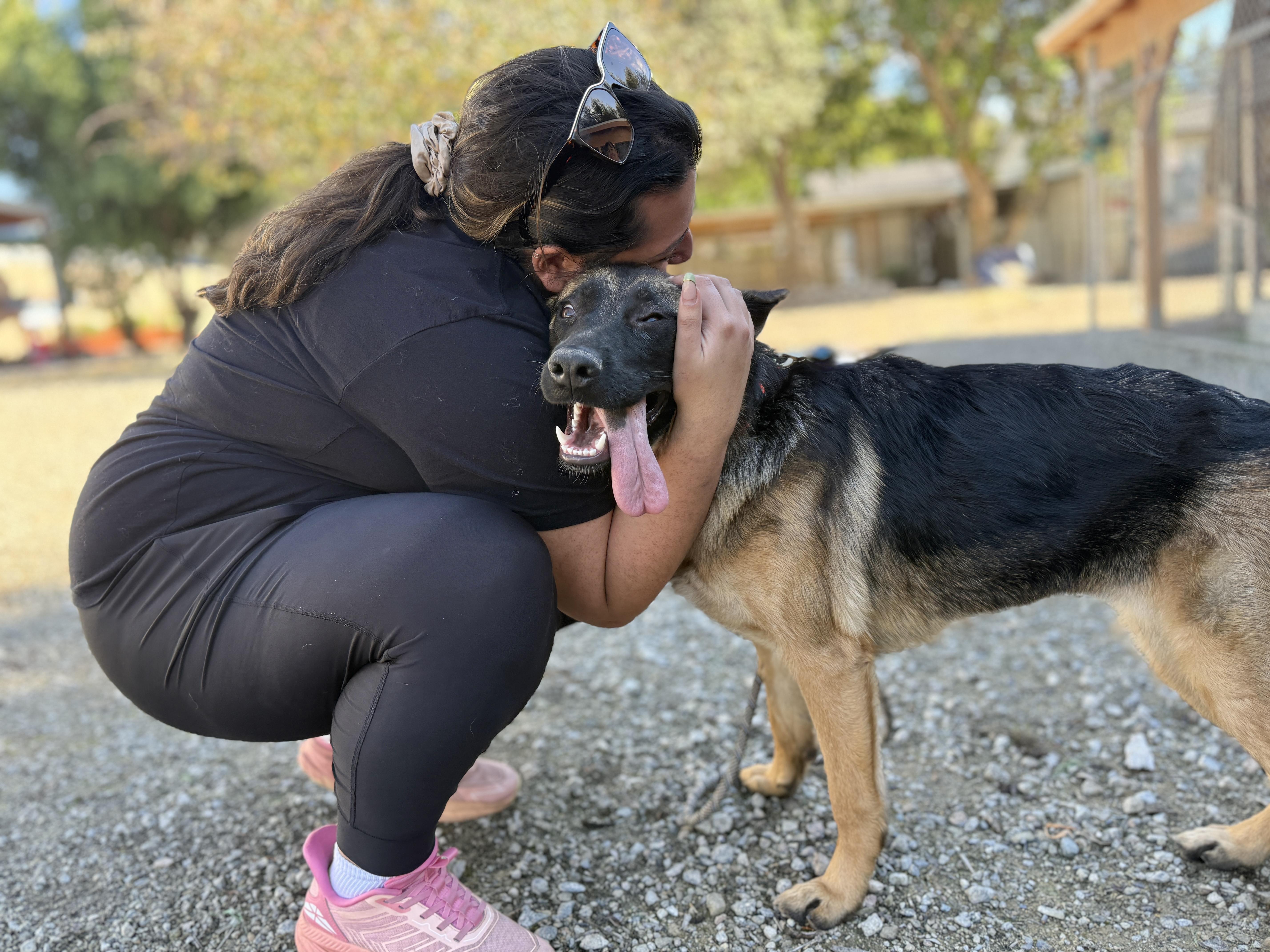 Enlarge Lucy, an adopted German Shepherd Dog in San Diego, CA image 3/3